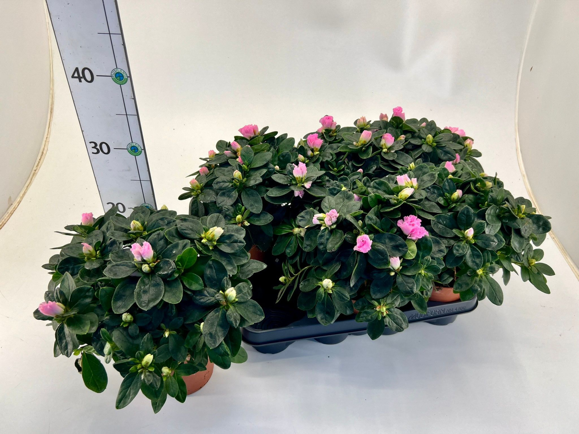 Rhododendron simsii T12 light pink, D 12