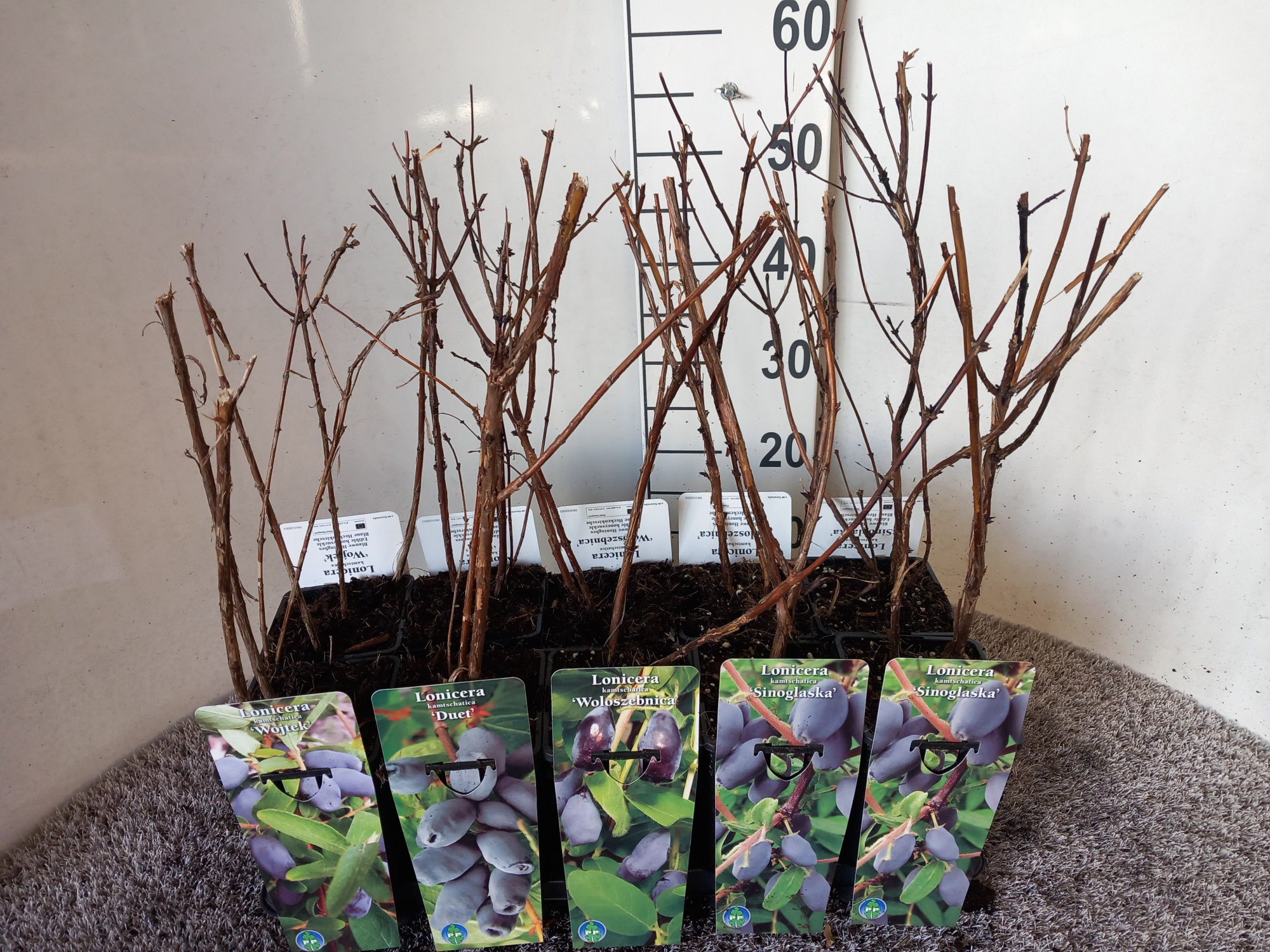 Lonicera kamtschatica in cultivars 30 cm P17, D 14