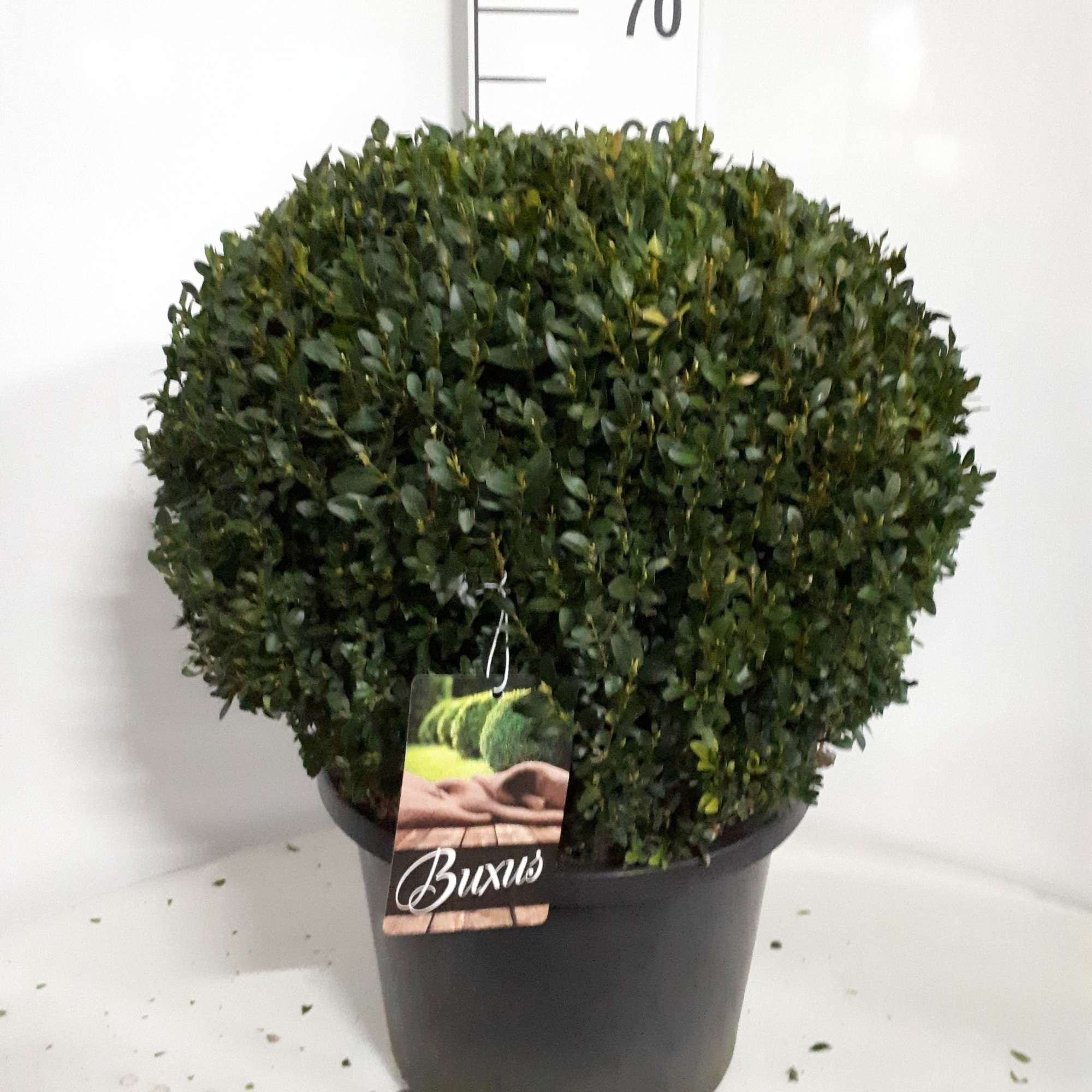 Buxus sempervirens bol 40, D 32 cm