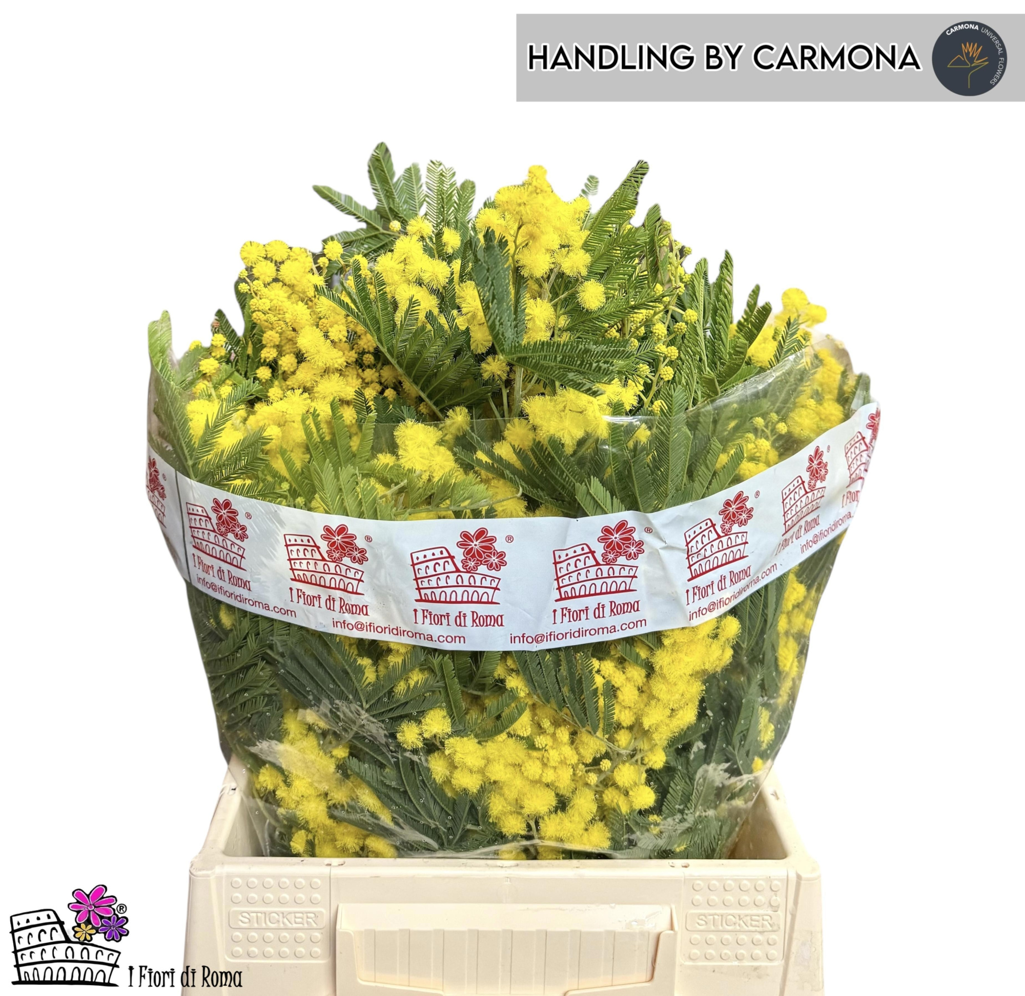 Мимоза Ретинодес за пучок 50, пуч.