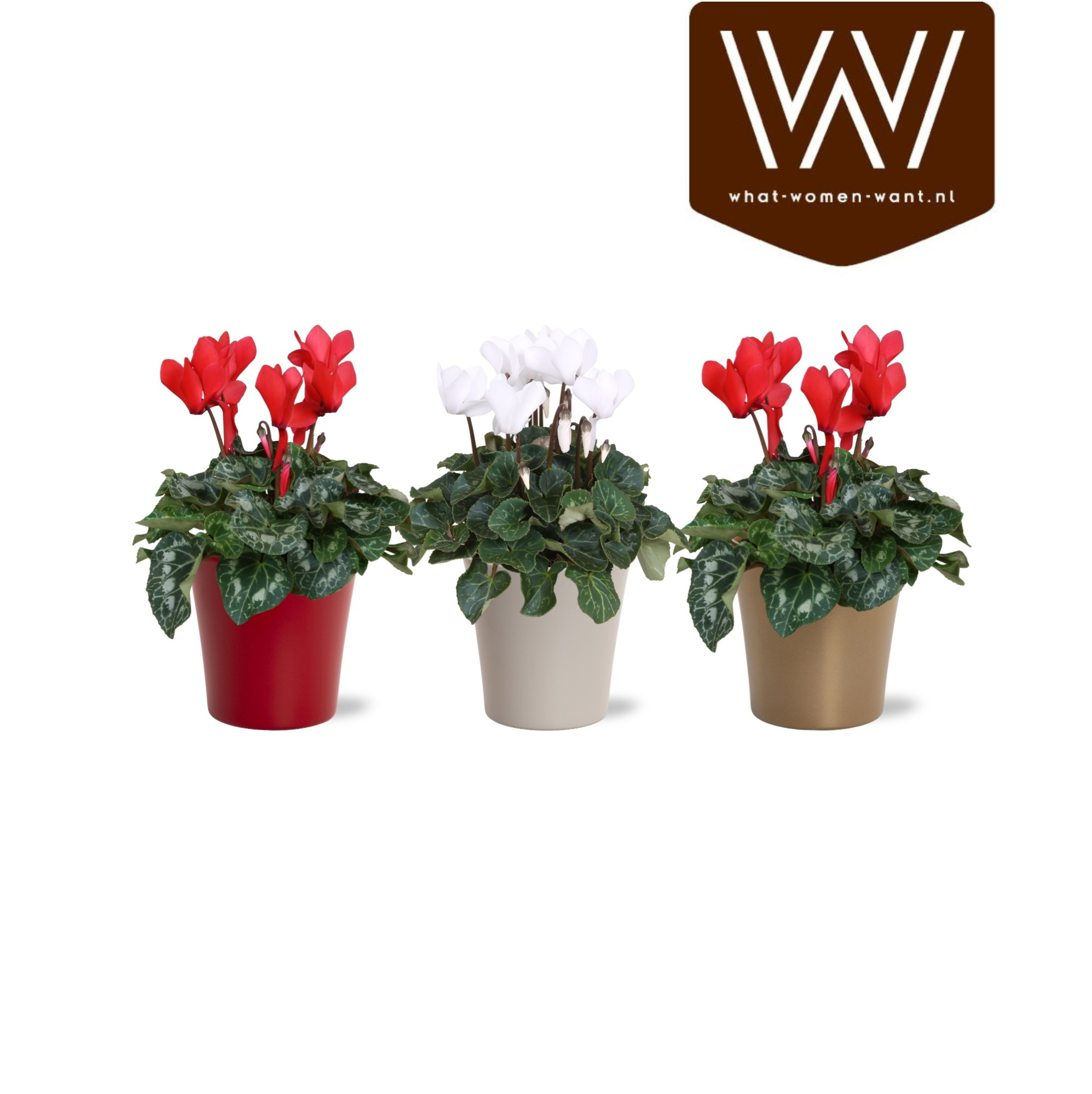 Collectie "Top Blend" Cyclamen rood en wit in gekleurd lotte keramiek kerst, D 14