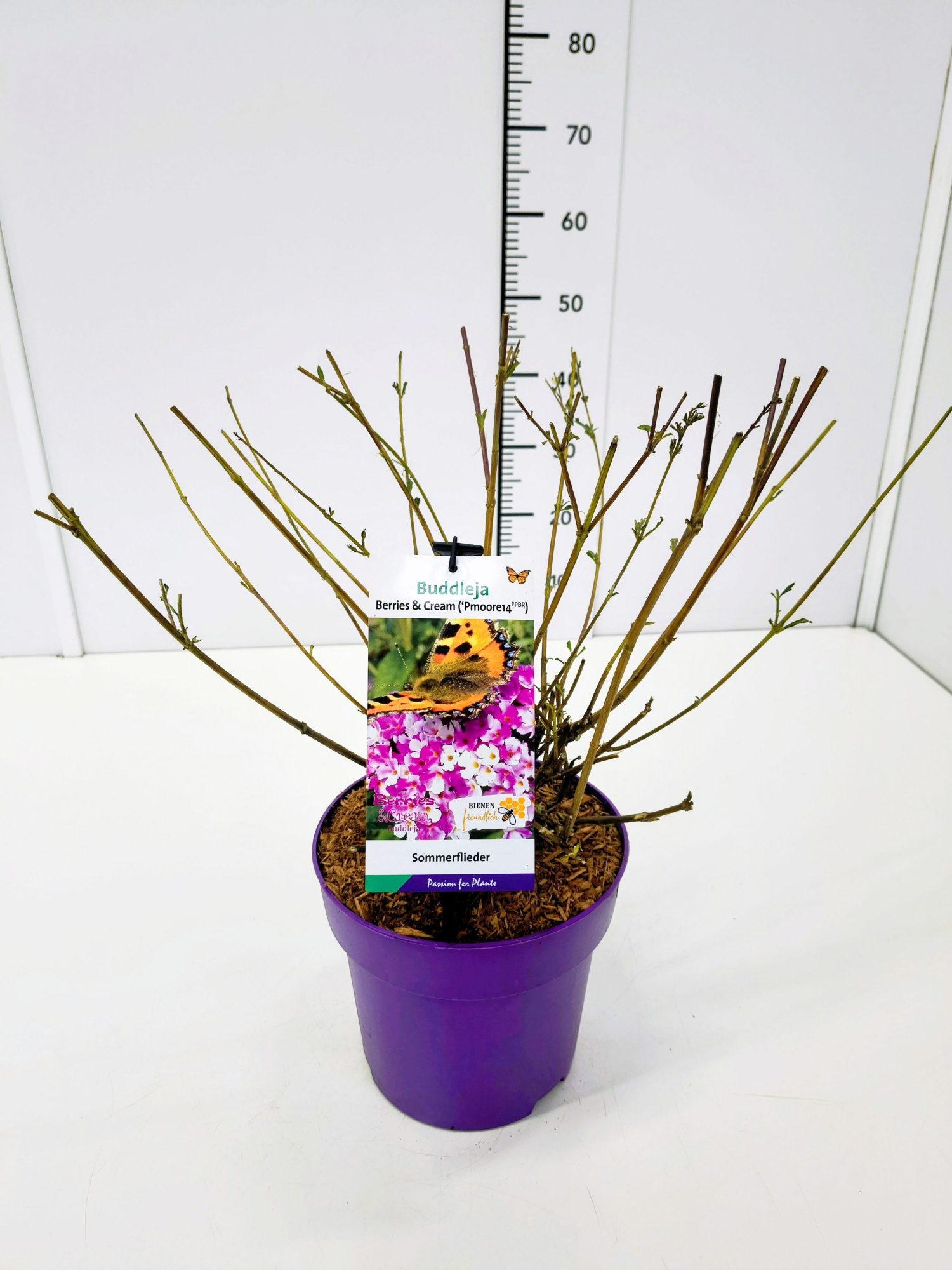 Buddleja dav. 'Berries and Cream' C3, D 19