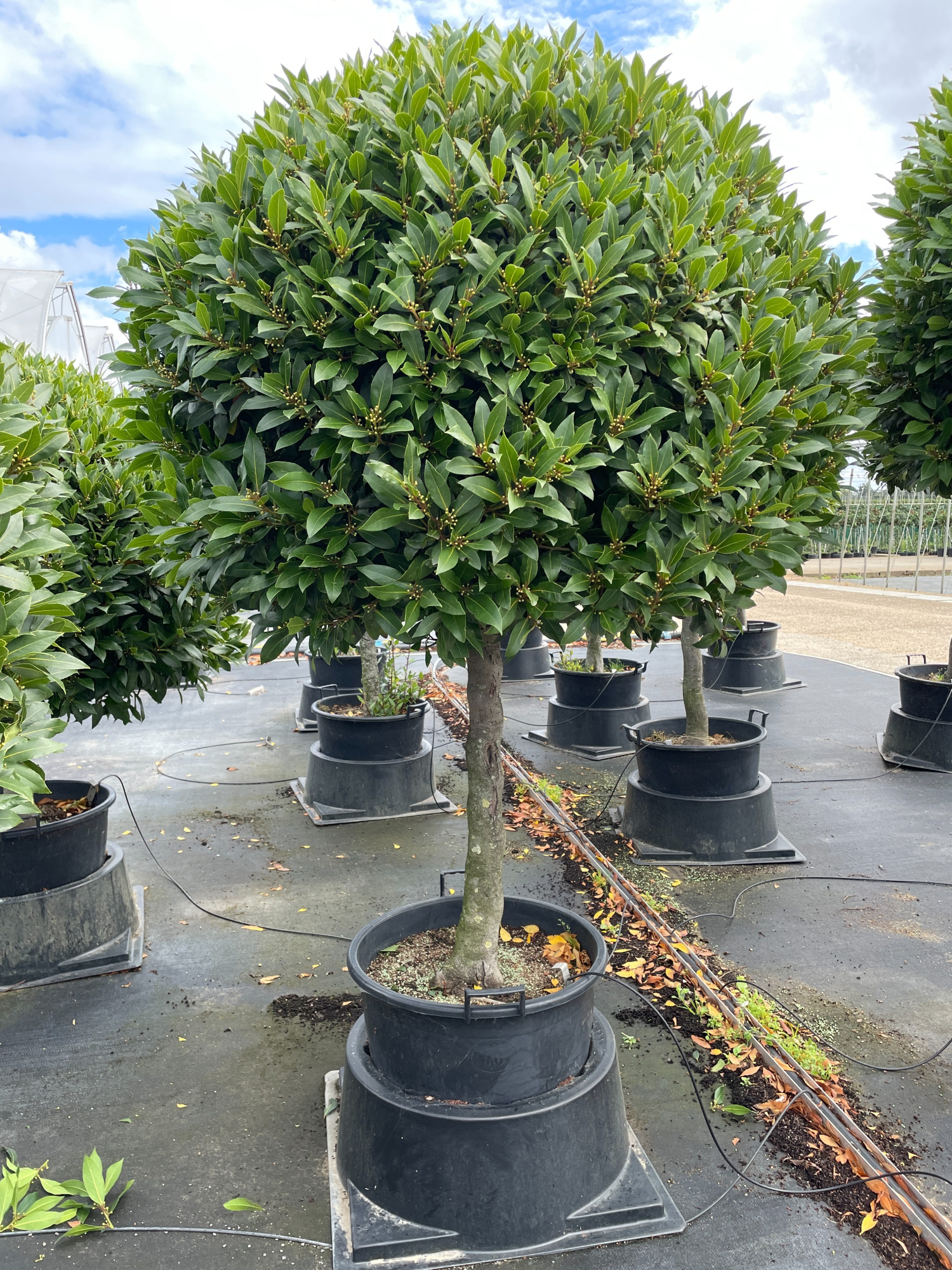 BOL OP 3/4 SPIRAALSTAM BOL 120CM P55 ( 1ST/2CC ), D 55 cm