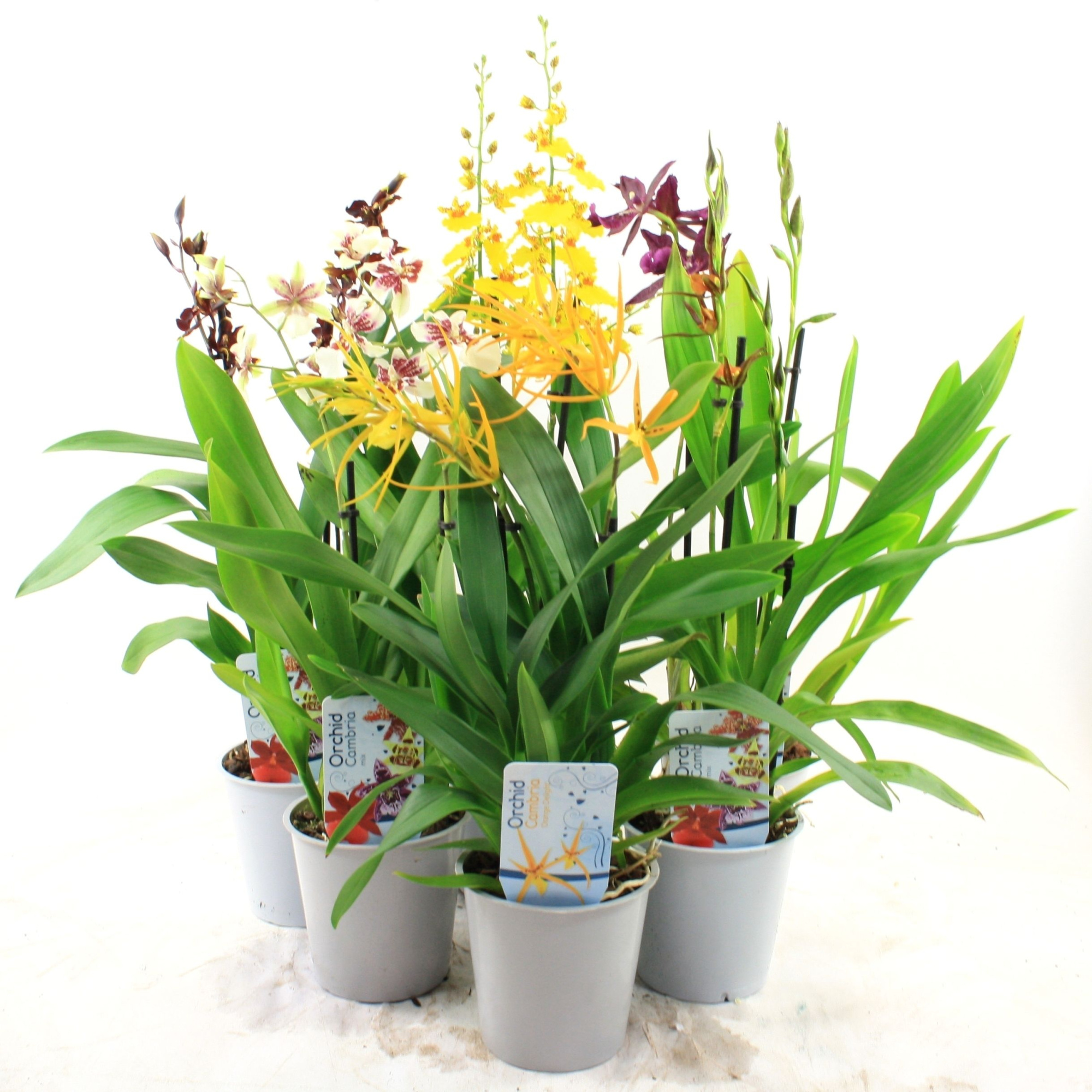 Orchideeën Mix 2-tak, D 12