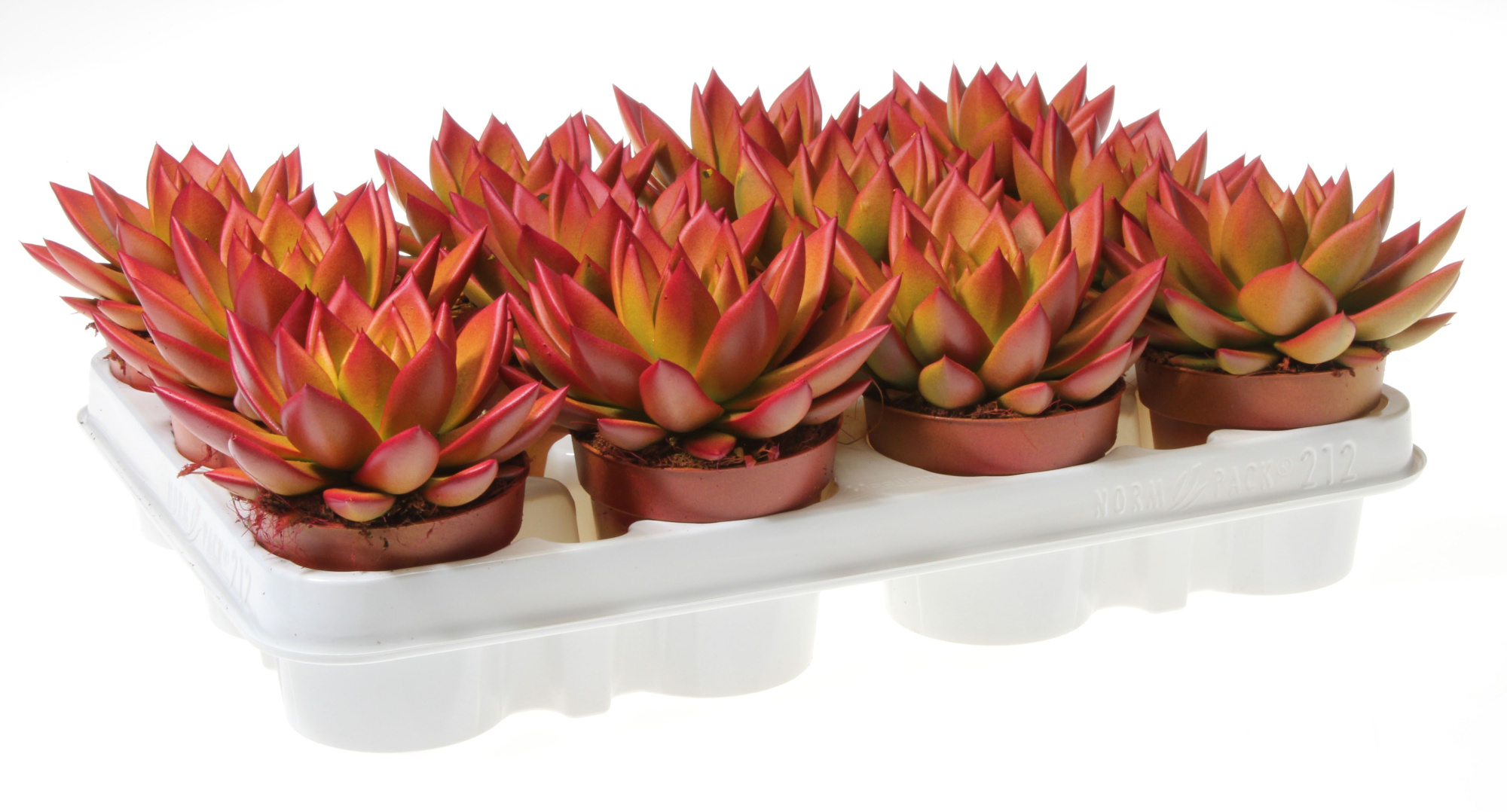 Rainbow zalm, D 8,5 cm