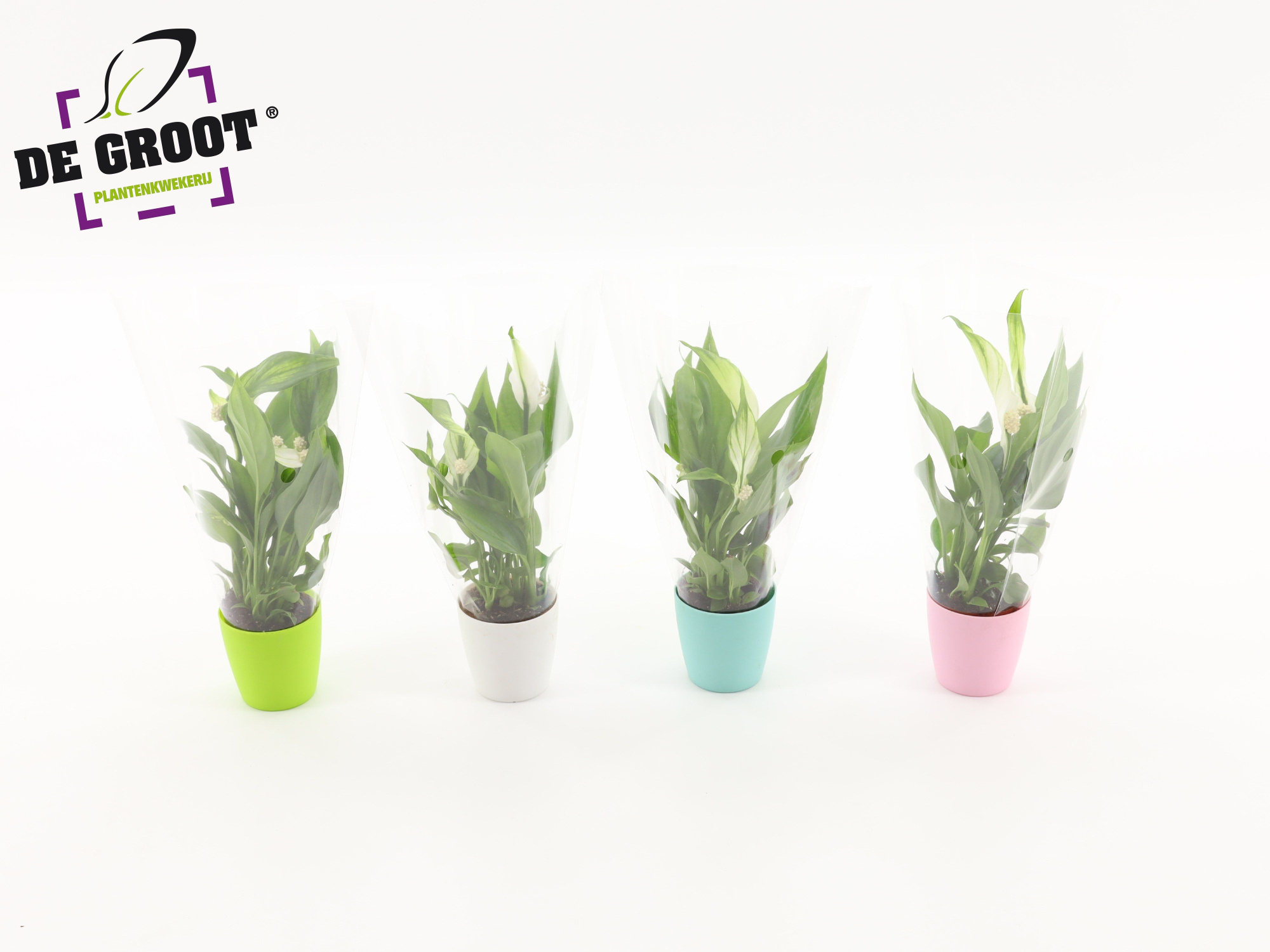 Spathiphyllum Alana in kunststofoverpotje, D 6 cm