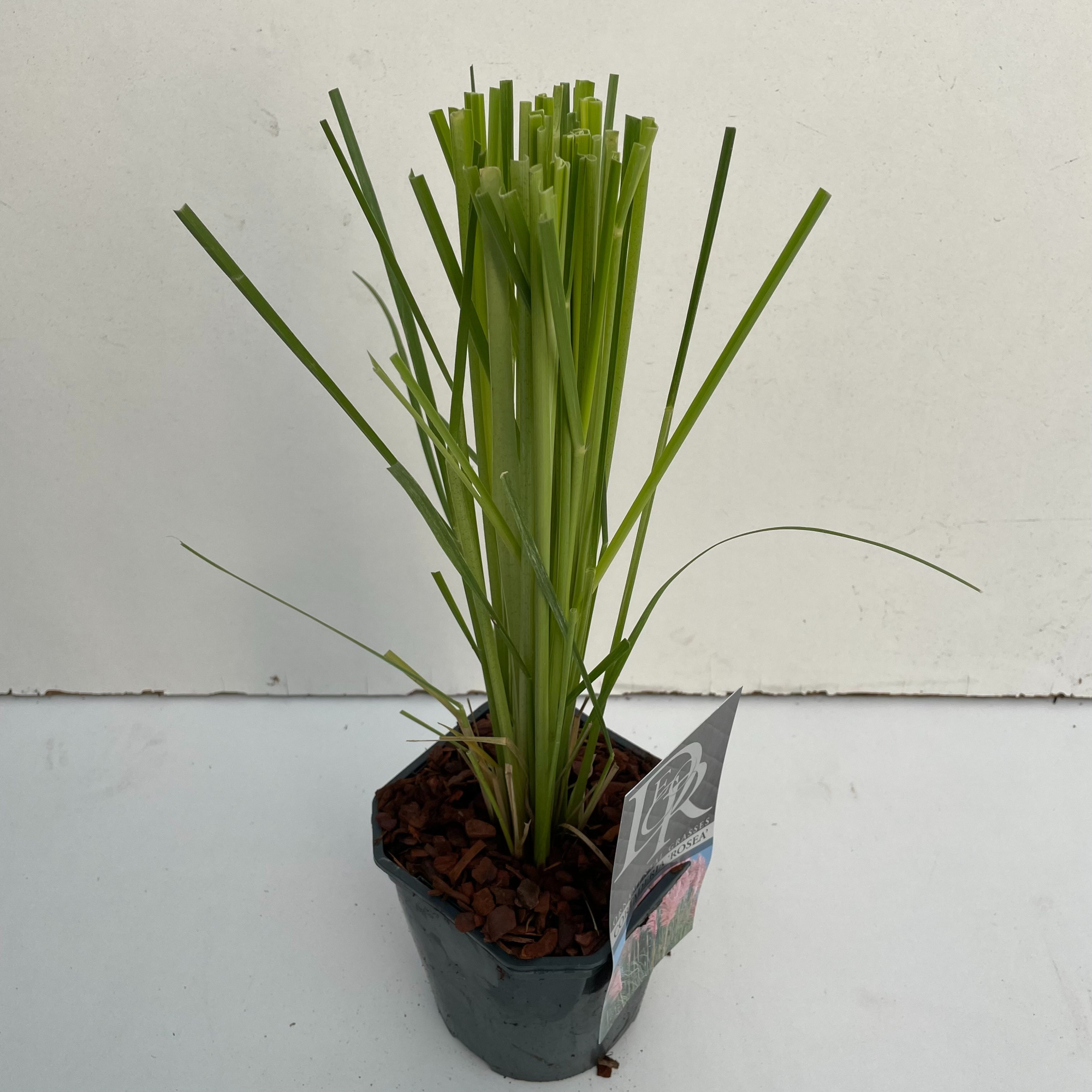 Cortaderia sell. 'Rosea', D 17 cm