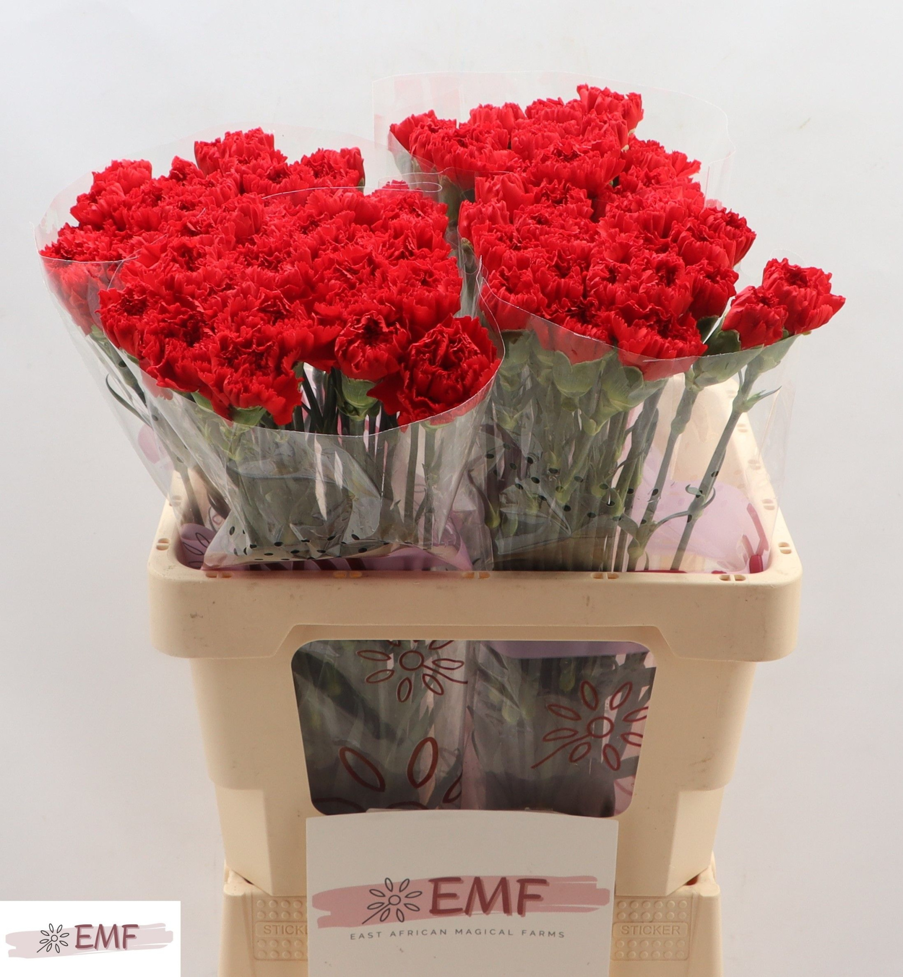 Диантус од. Дон Педро, шт.