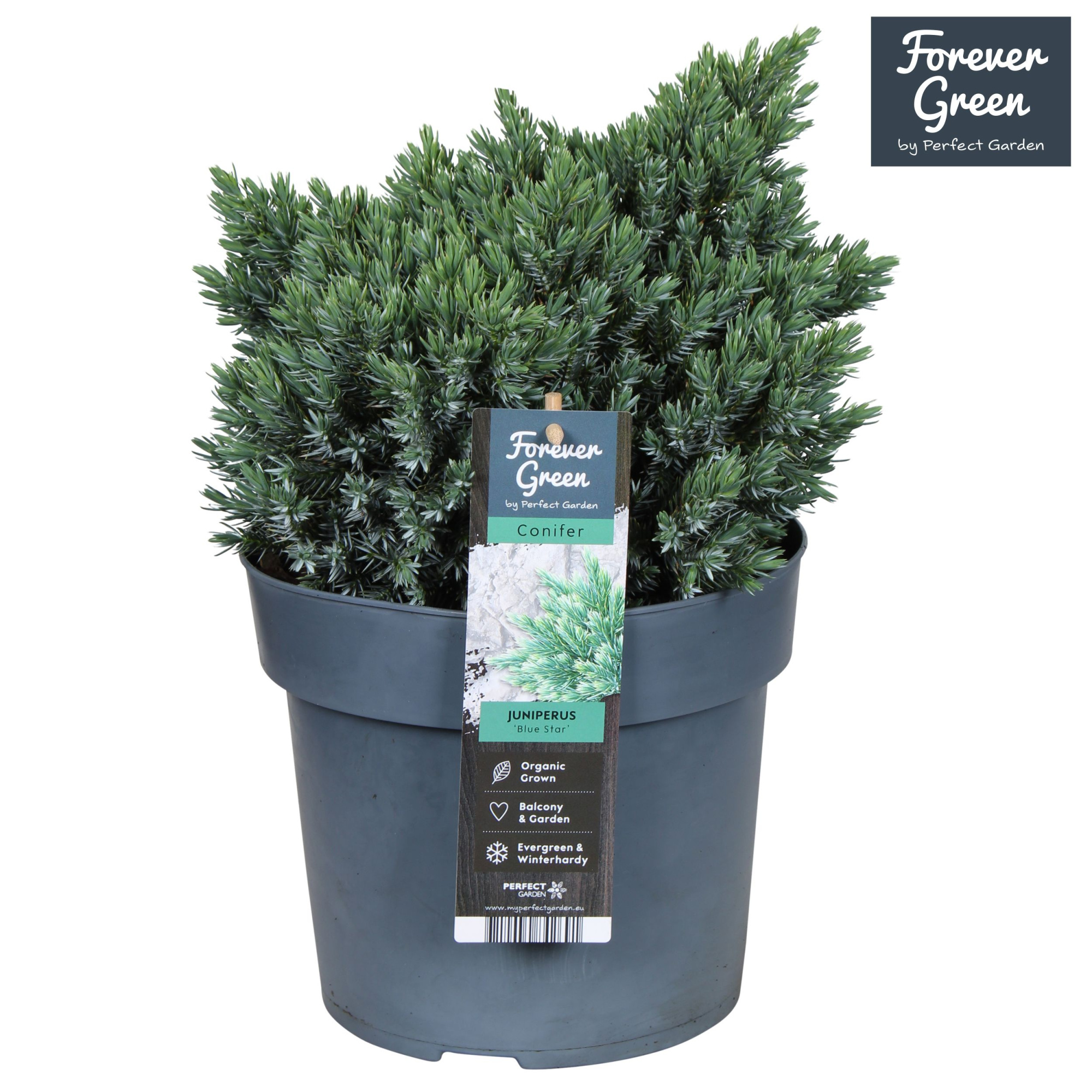 Juniperus squamata 'Blue Star' P19, D 19 cm