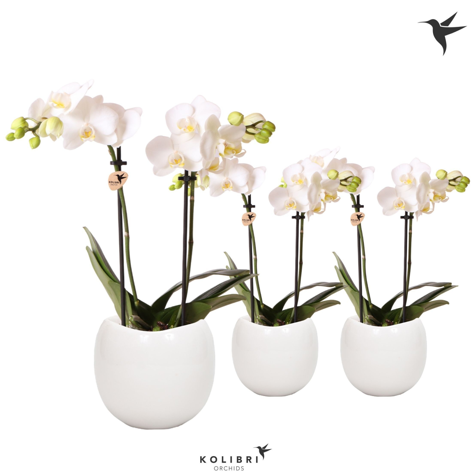 Kolibri Orchids Phalaenopsis white 2 spike in Bowl pot, D 9
