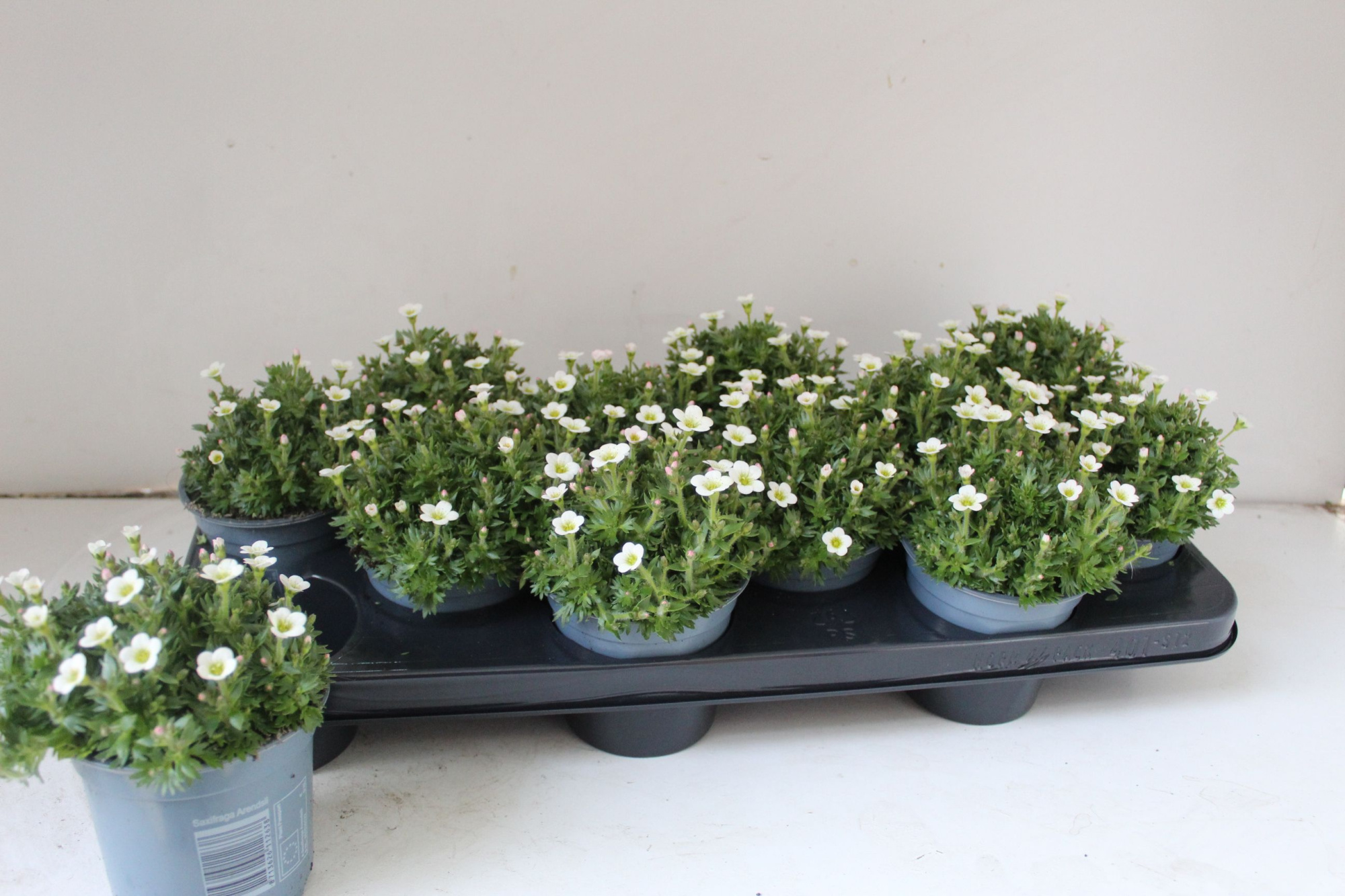 Saxifraga Ice colours, D 10,5