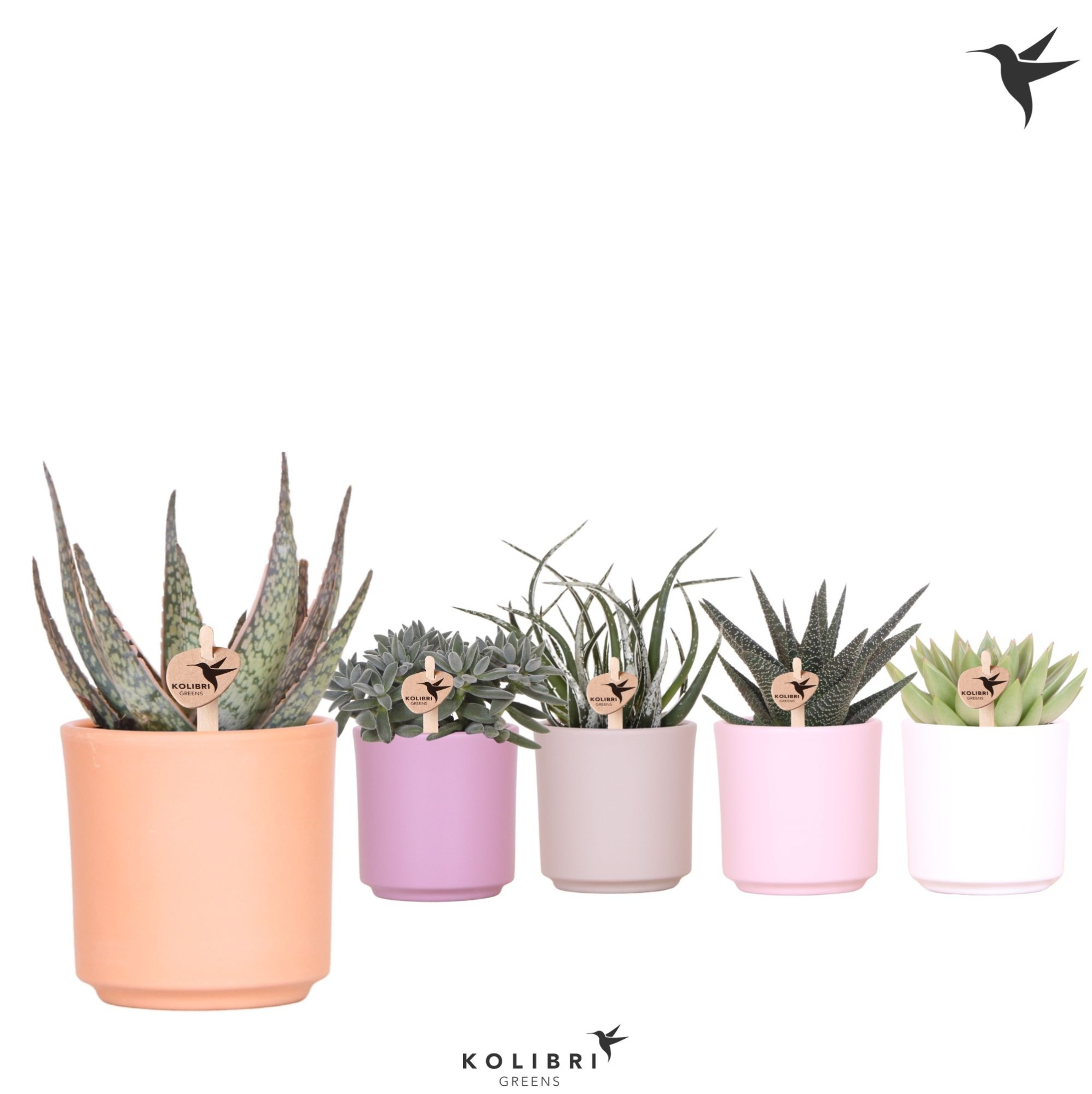 Kolibri Greens Succulenten mix in Simplicity pot mix, D 9 cm