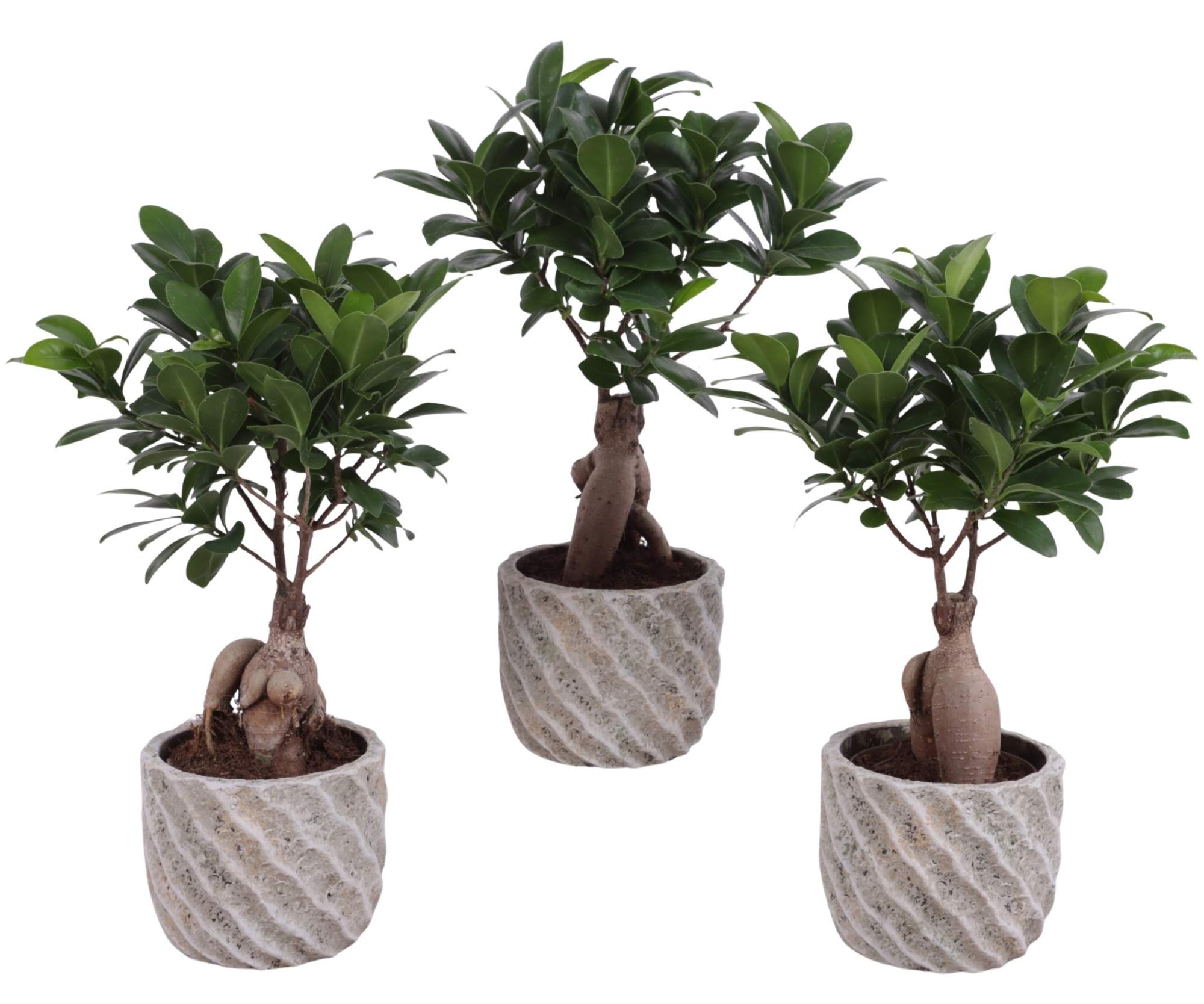 Ficus m. Ginseng Ball Shape Ø09cm in Ø11cm Ceramic NT668, D 11