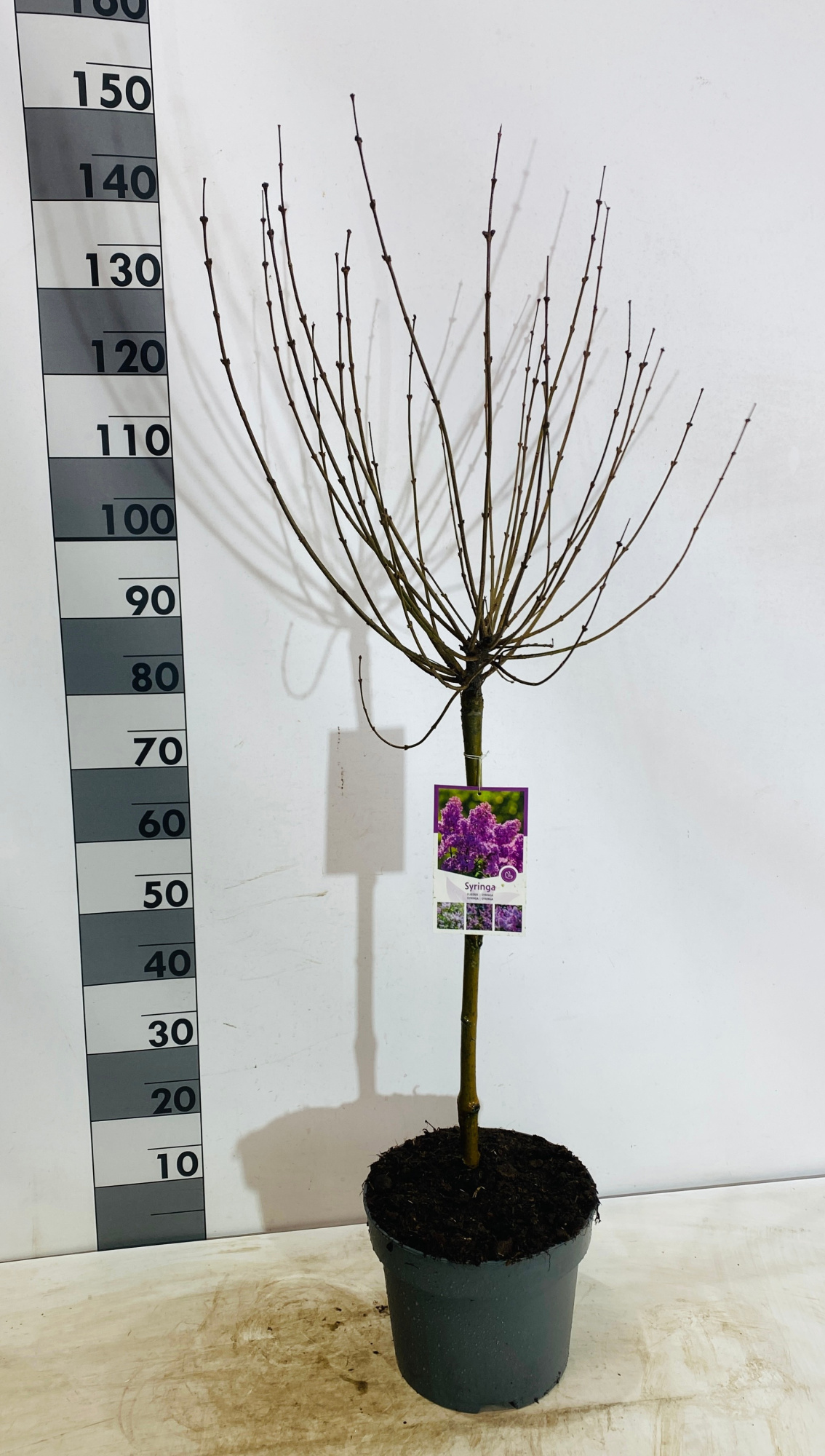 Syringa meyeri 'Palibin', D 26