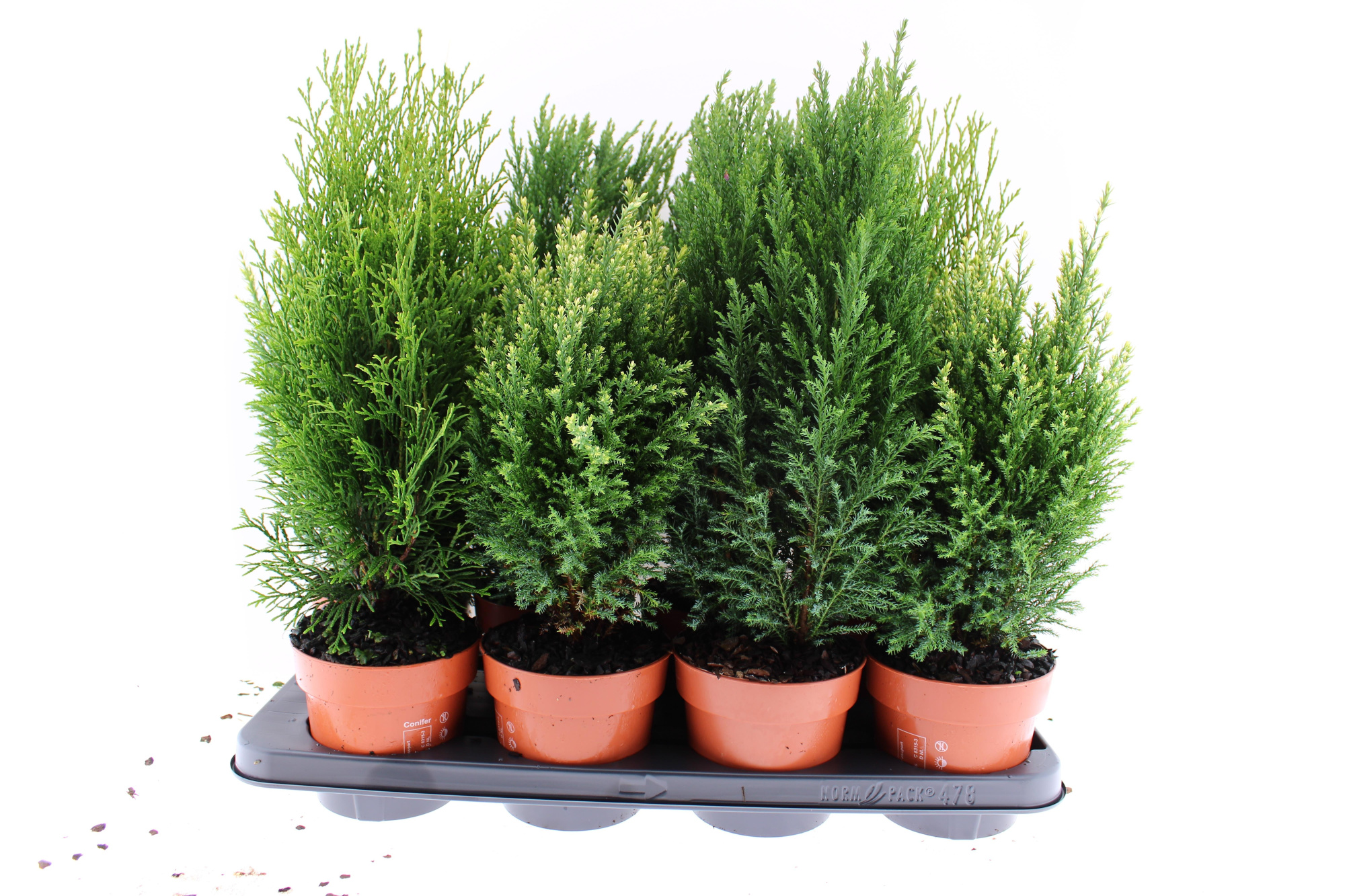 groene mix coniferen, D 13 cm