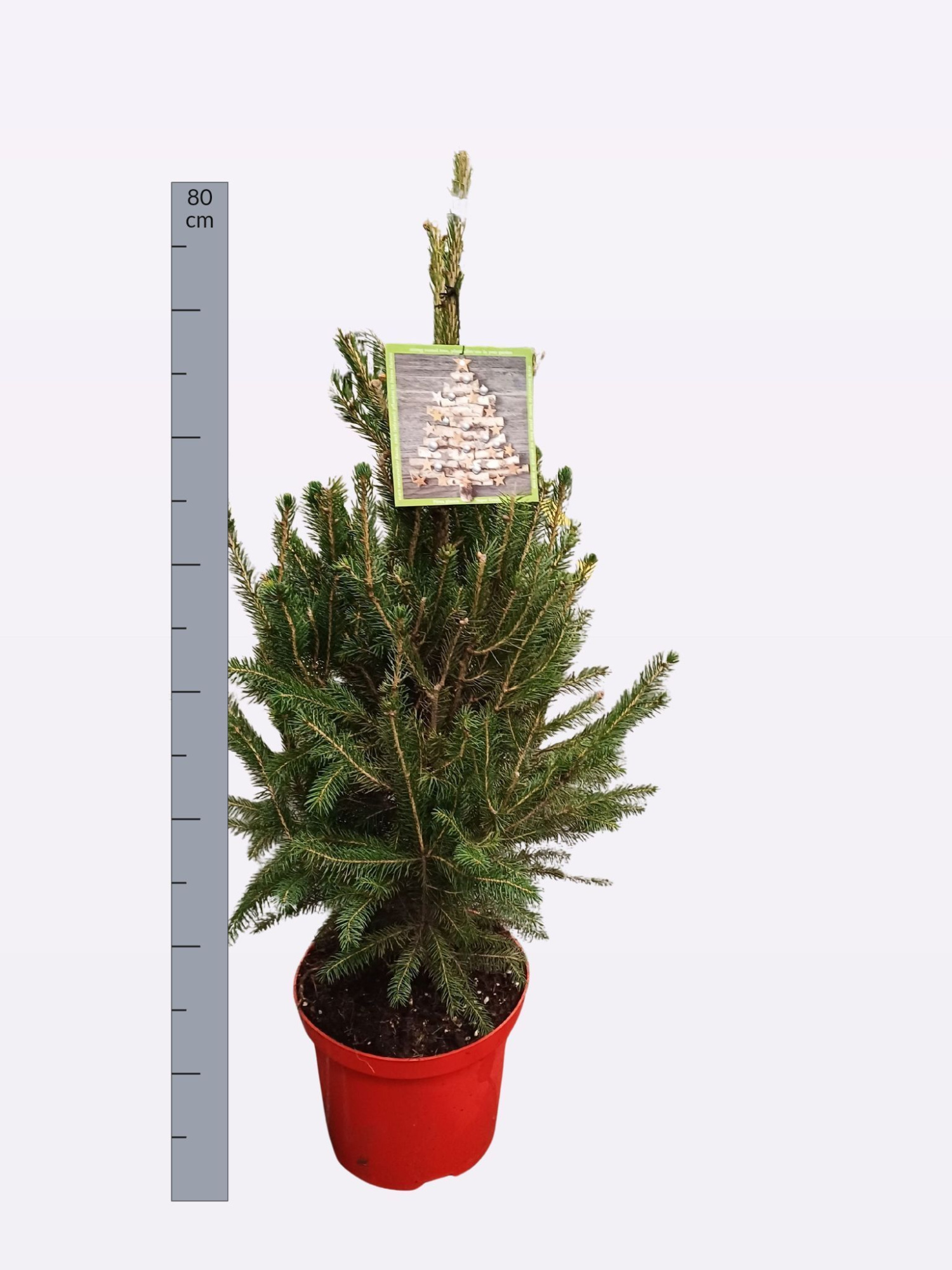Picea glauca 'Super Green' 80 cm, P23, D 23 cm
