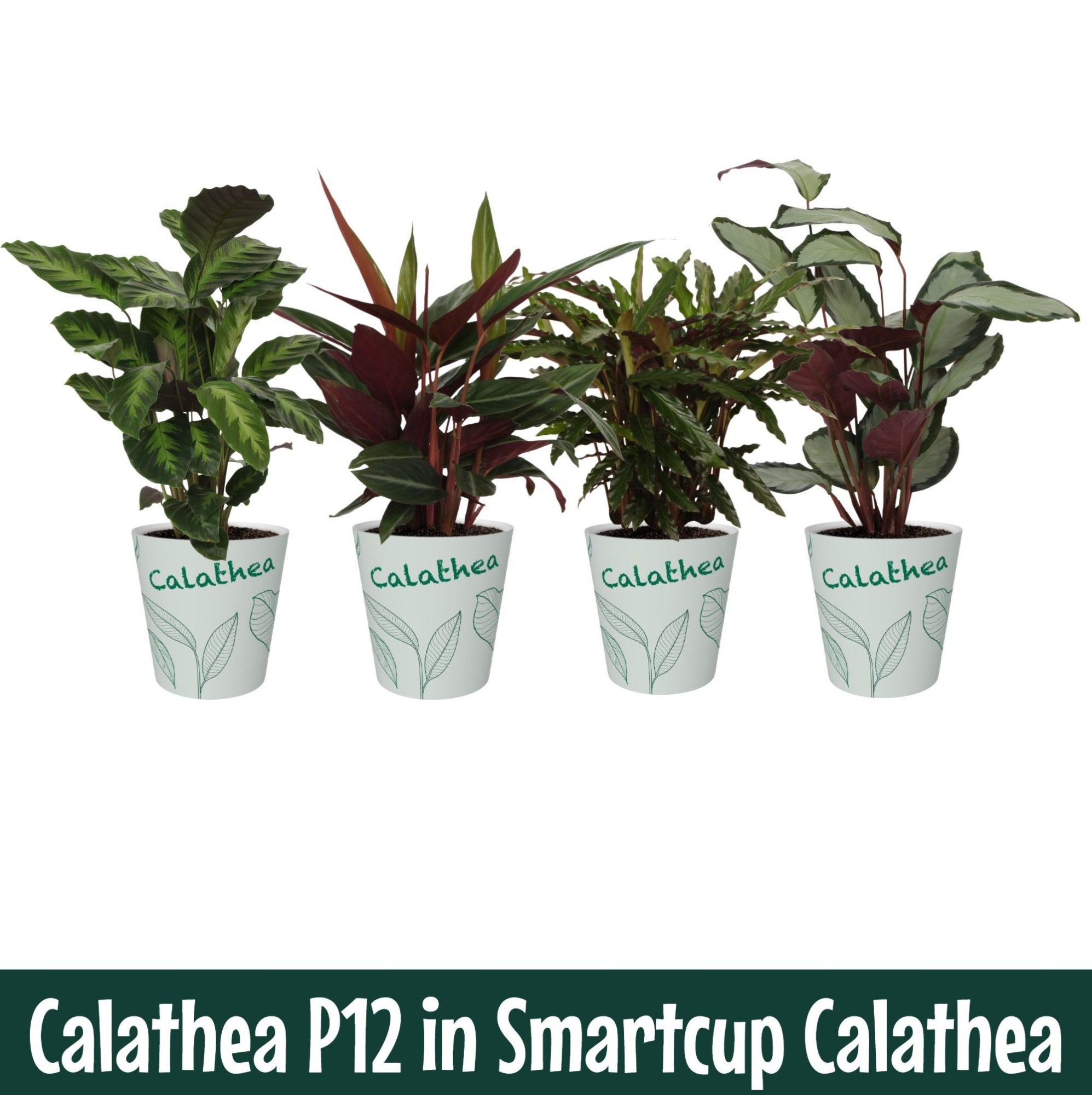 Calathea 12cm Calathea Smartcup, D 12 cm