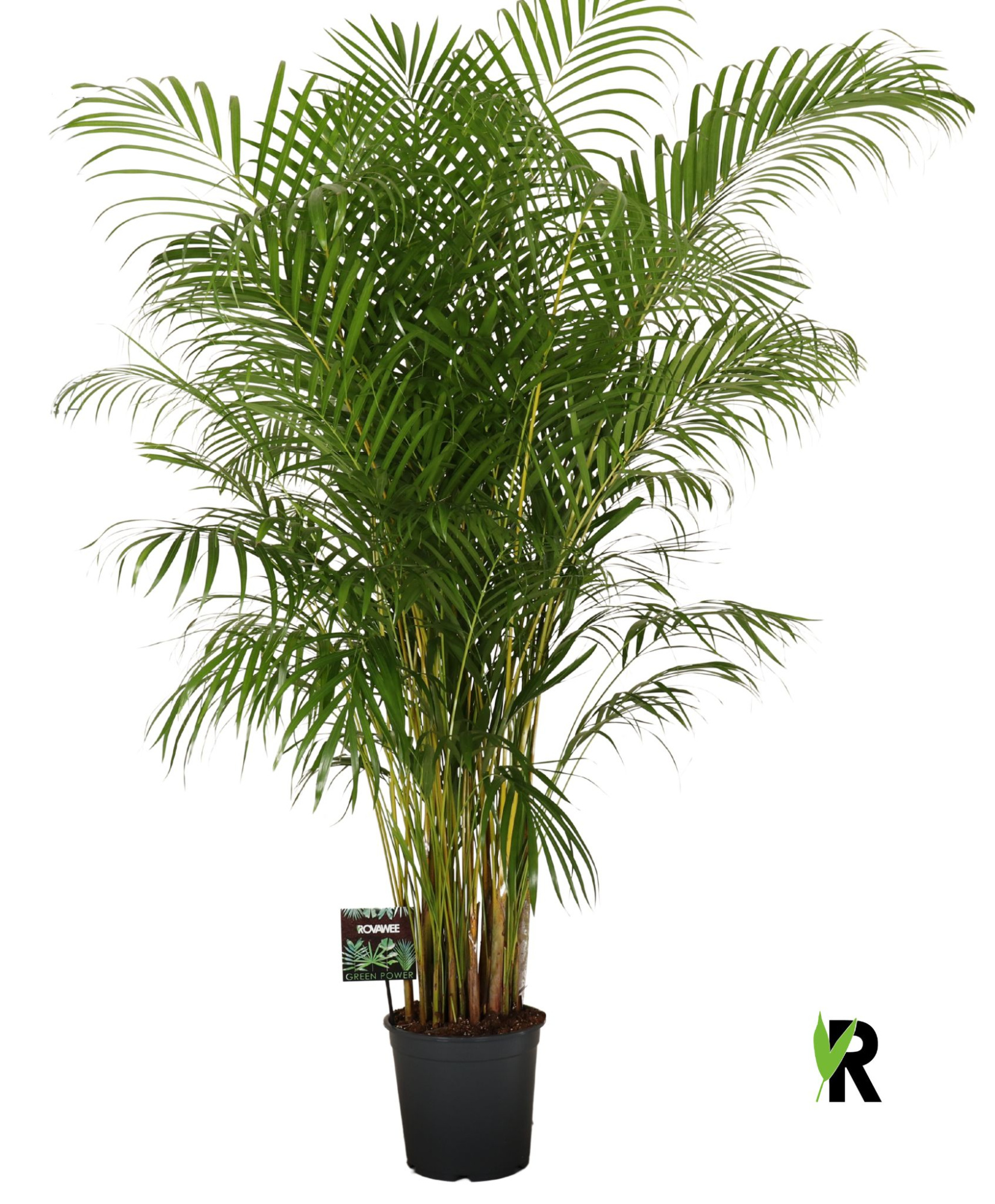 Dypsis lutescens, D 27 cm