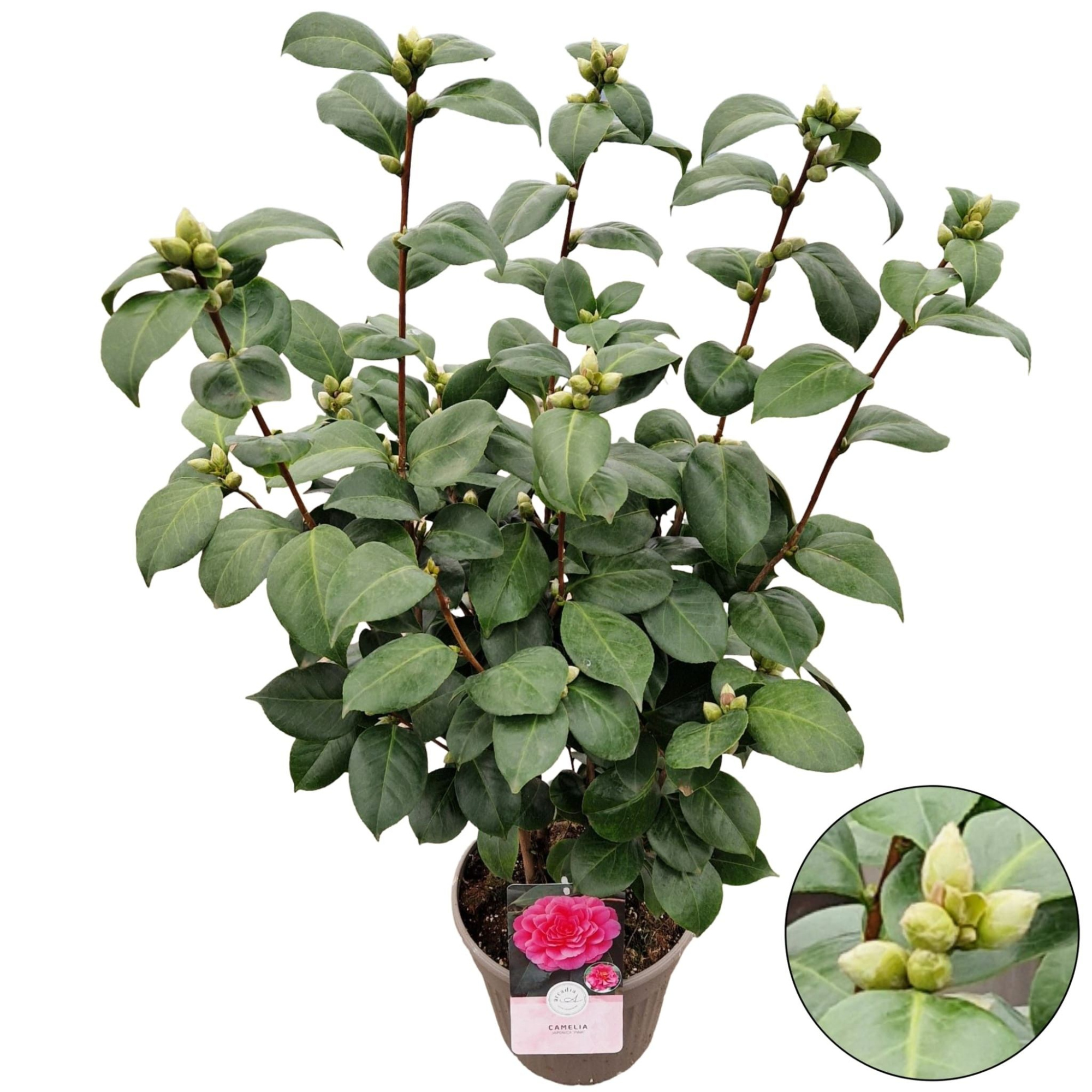 Camellia jap. 'Pink', D 24