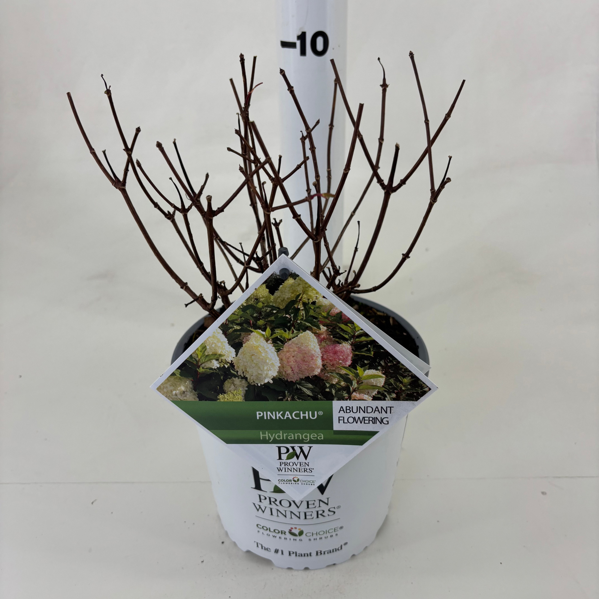 Hydrangea paniculata 'Pinkachu' ®, D 19