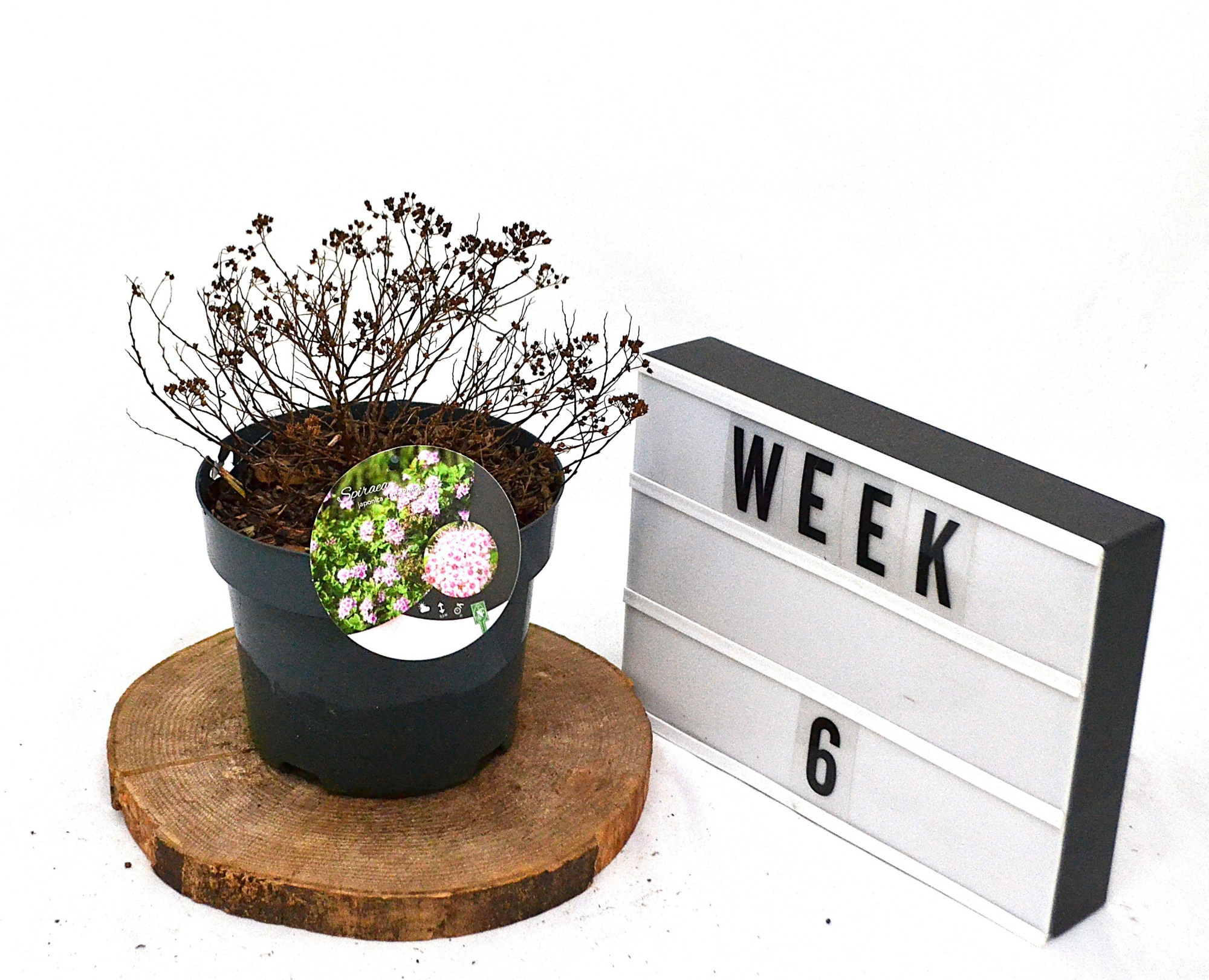 Spiraea japonica Little Princess C3, D 19