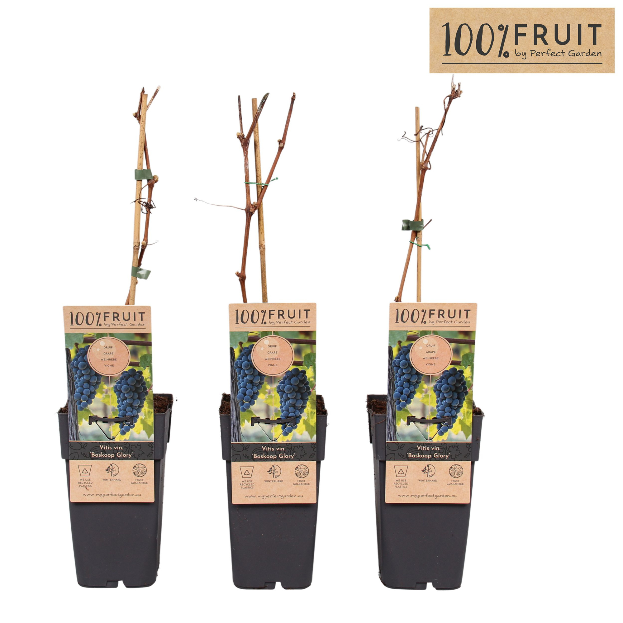 Vitis Boskoop Glory P15, D 15