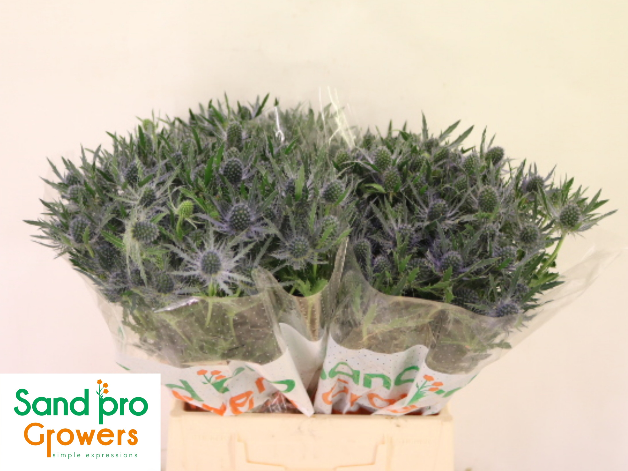 Эрингиум Блю Лагун 40 (син.), шт.