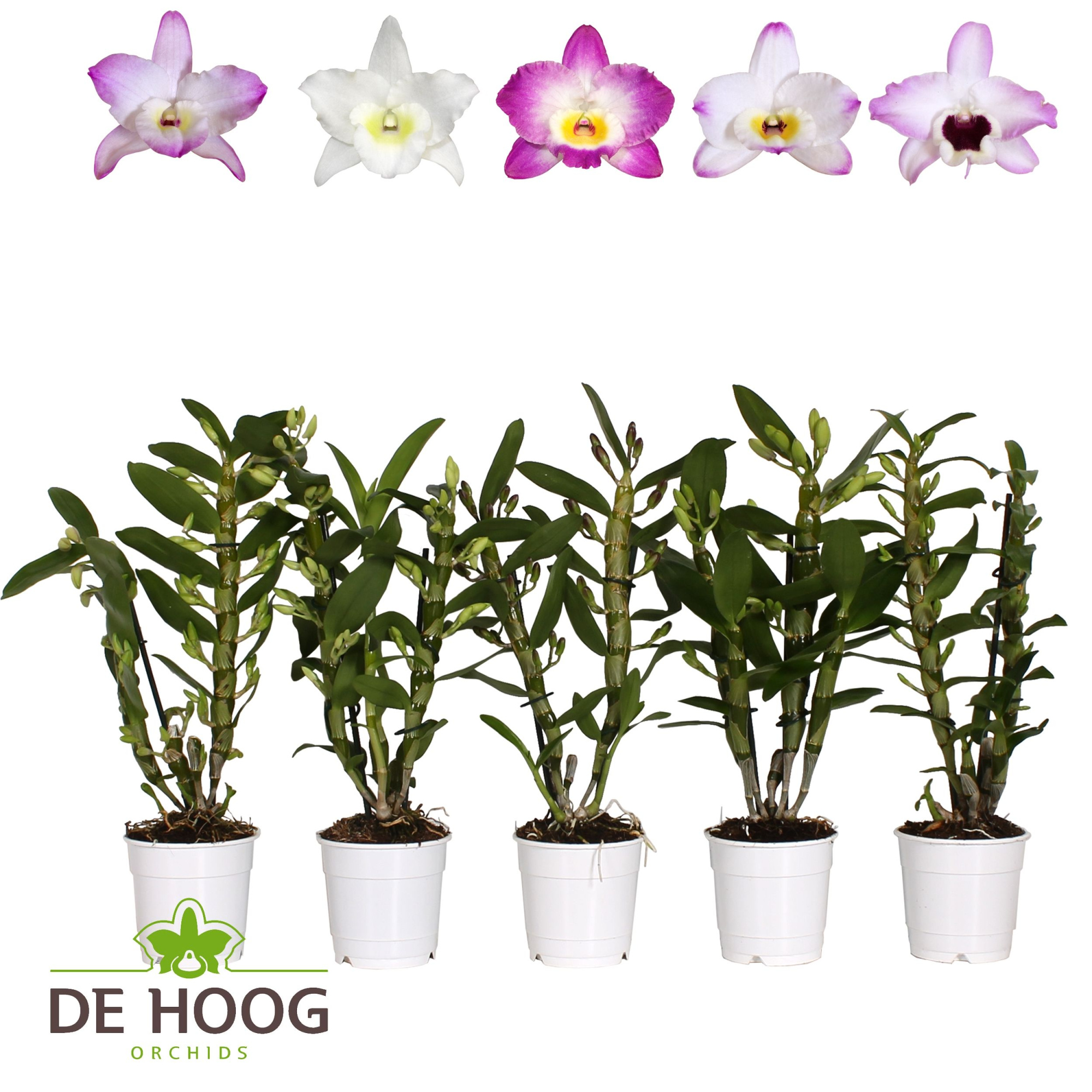 Dendrobium Nobile MIx 2 stam 8+ tros De Hoog, D 12 cm