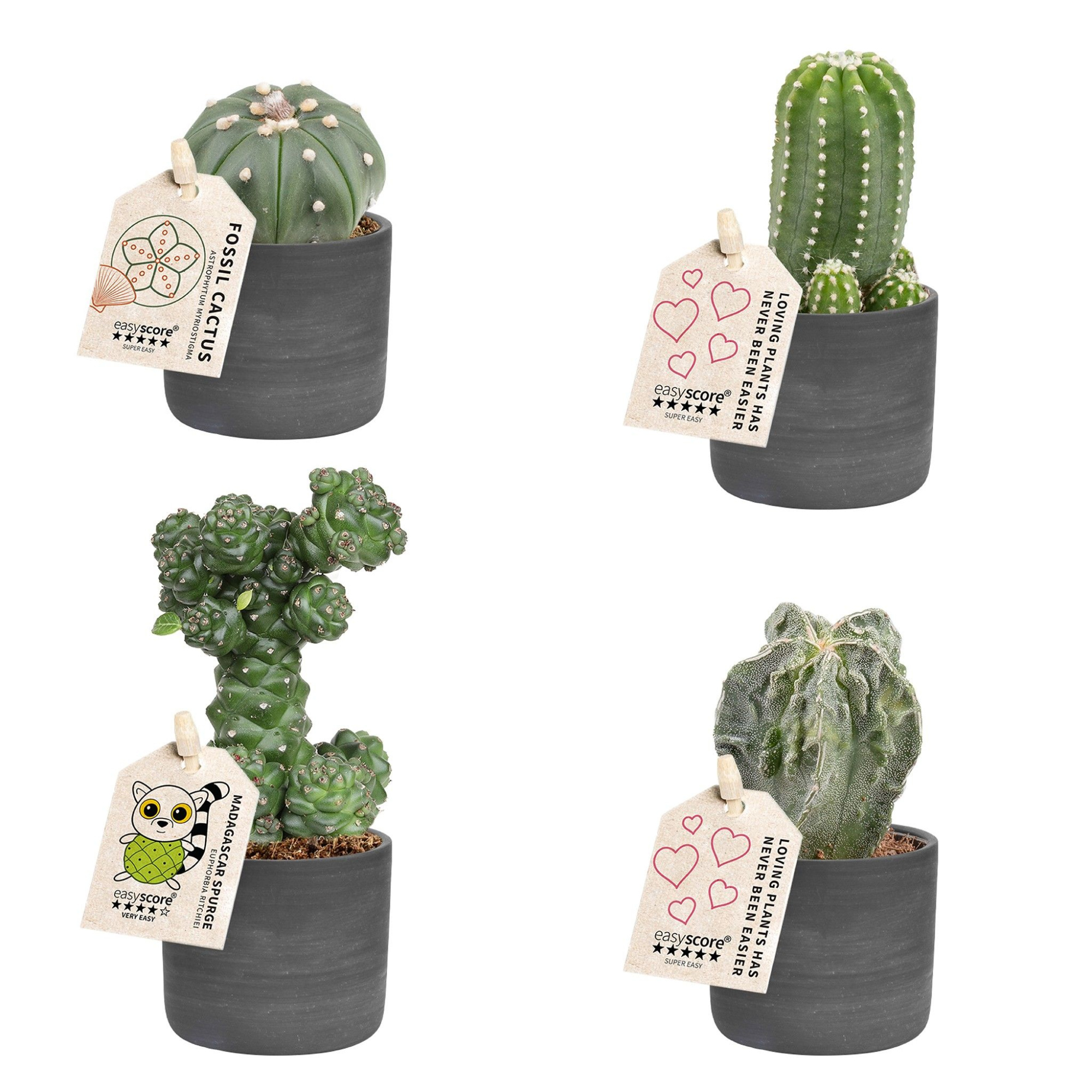 Raw Black, Cactus Special Mix, D 7 cm