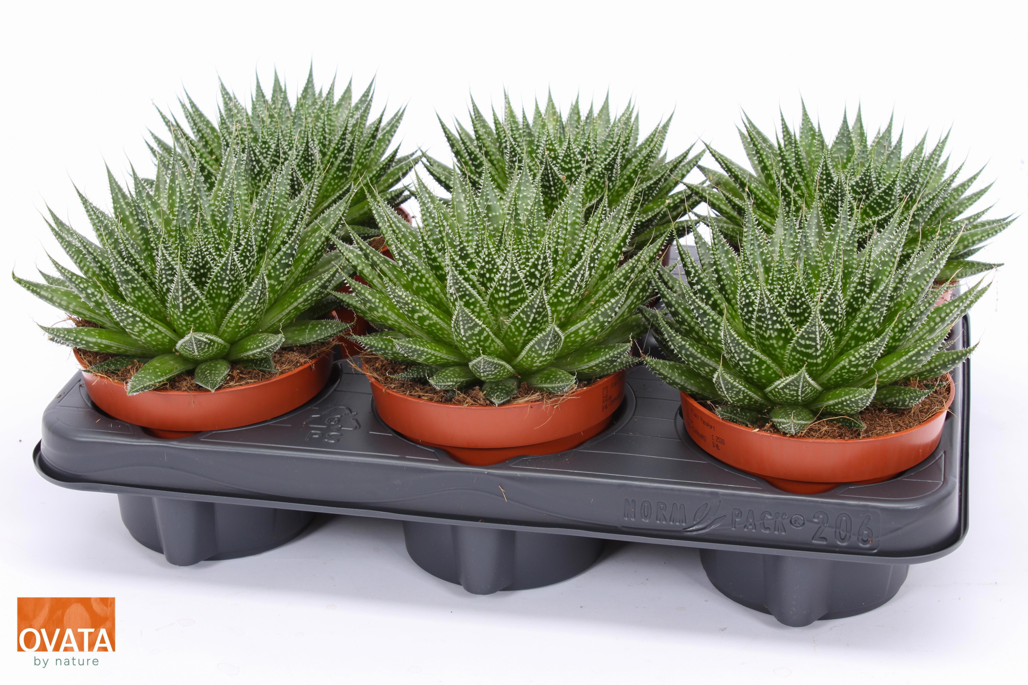 Aloe aristata magic 12, D 12