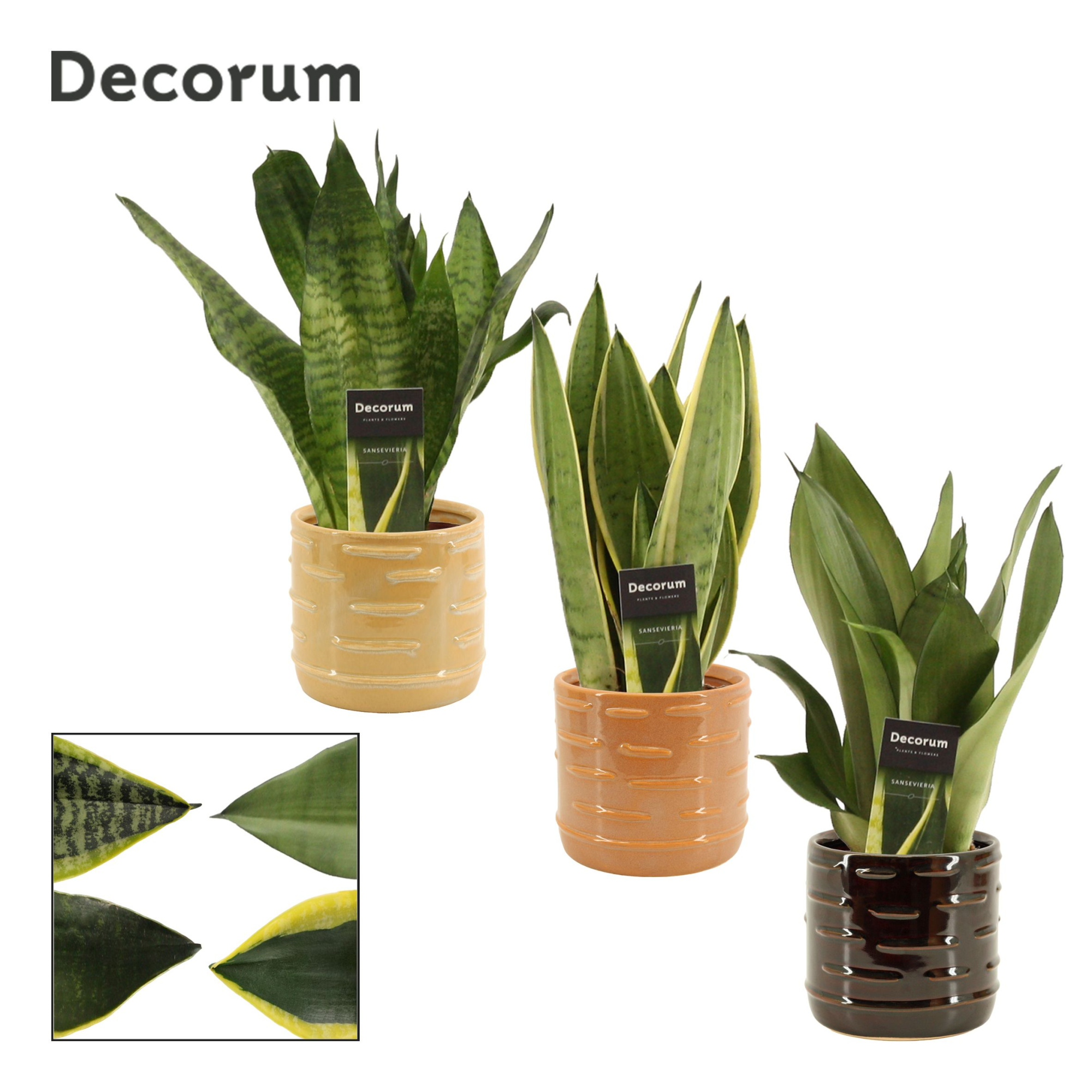 Sansevieria super mix 12 cm in Lois (Deco-collection), D 12 cm