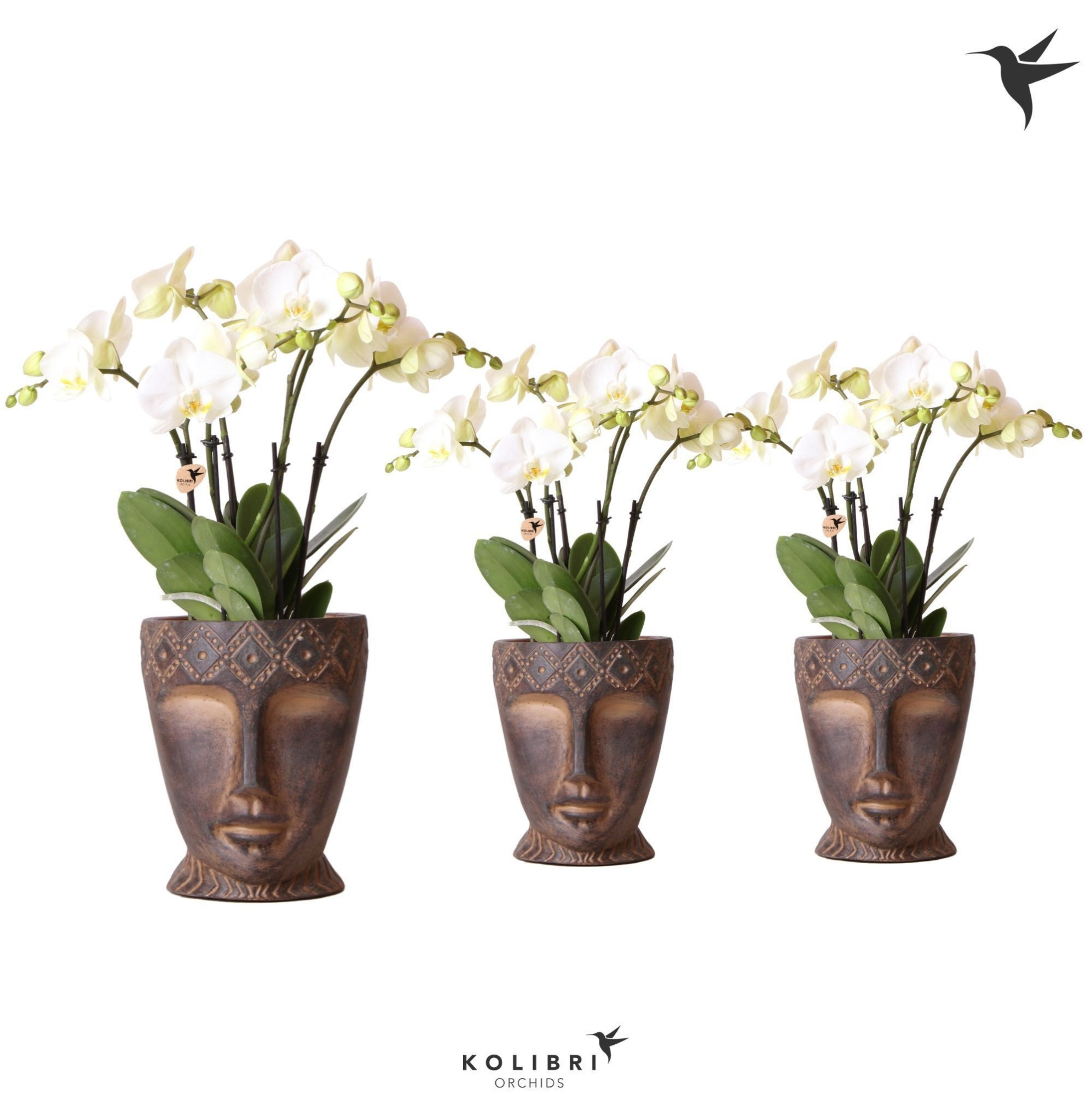 Kolibri Orchids Phalaenopsis ghent 4spike in Totem mask, D 12