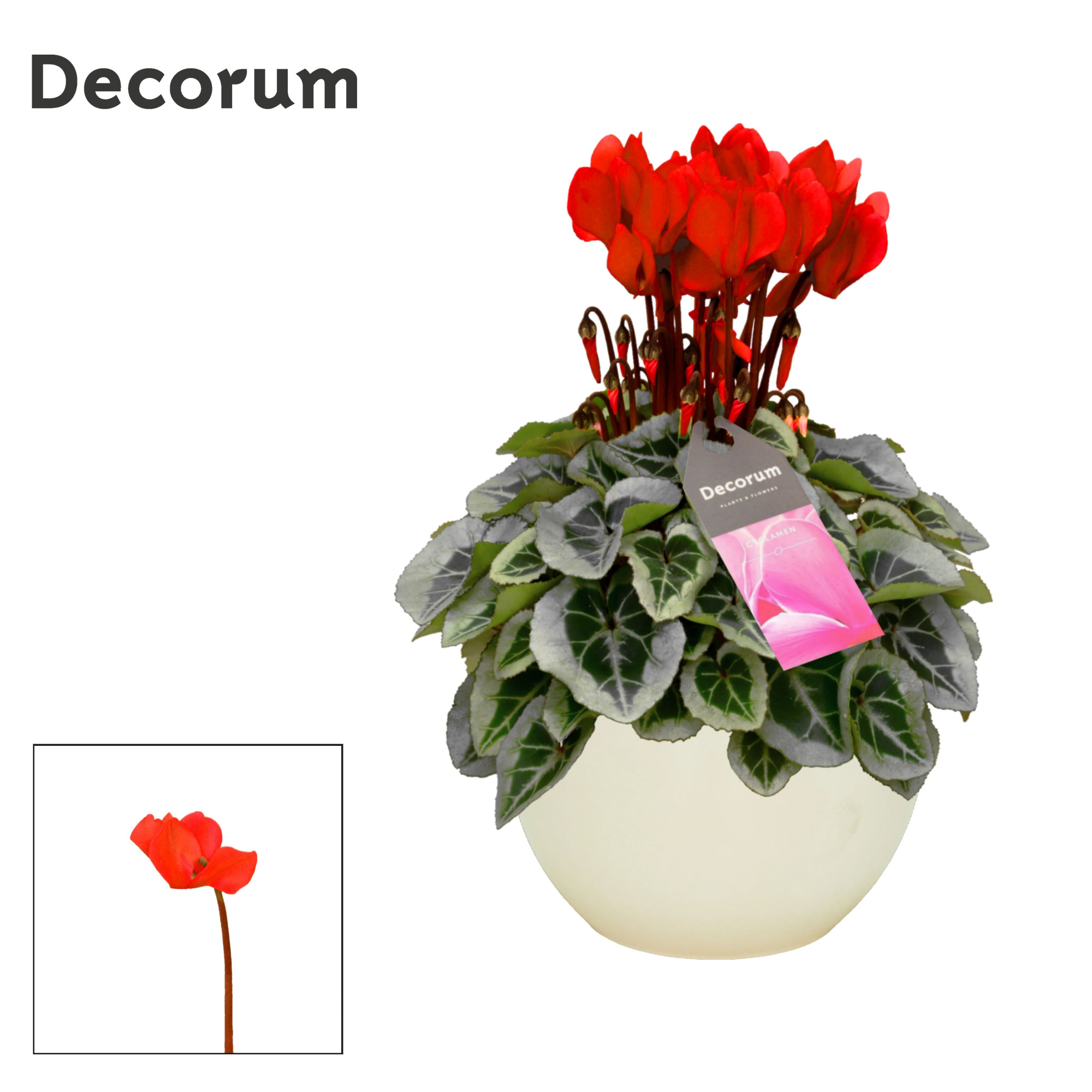 Cyclamen SS Picasso Rood in Melanie, D 13 cm
