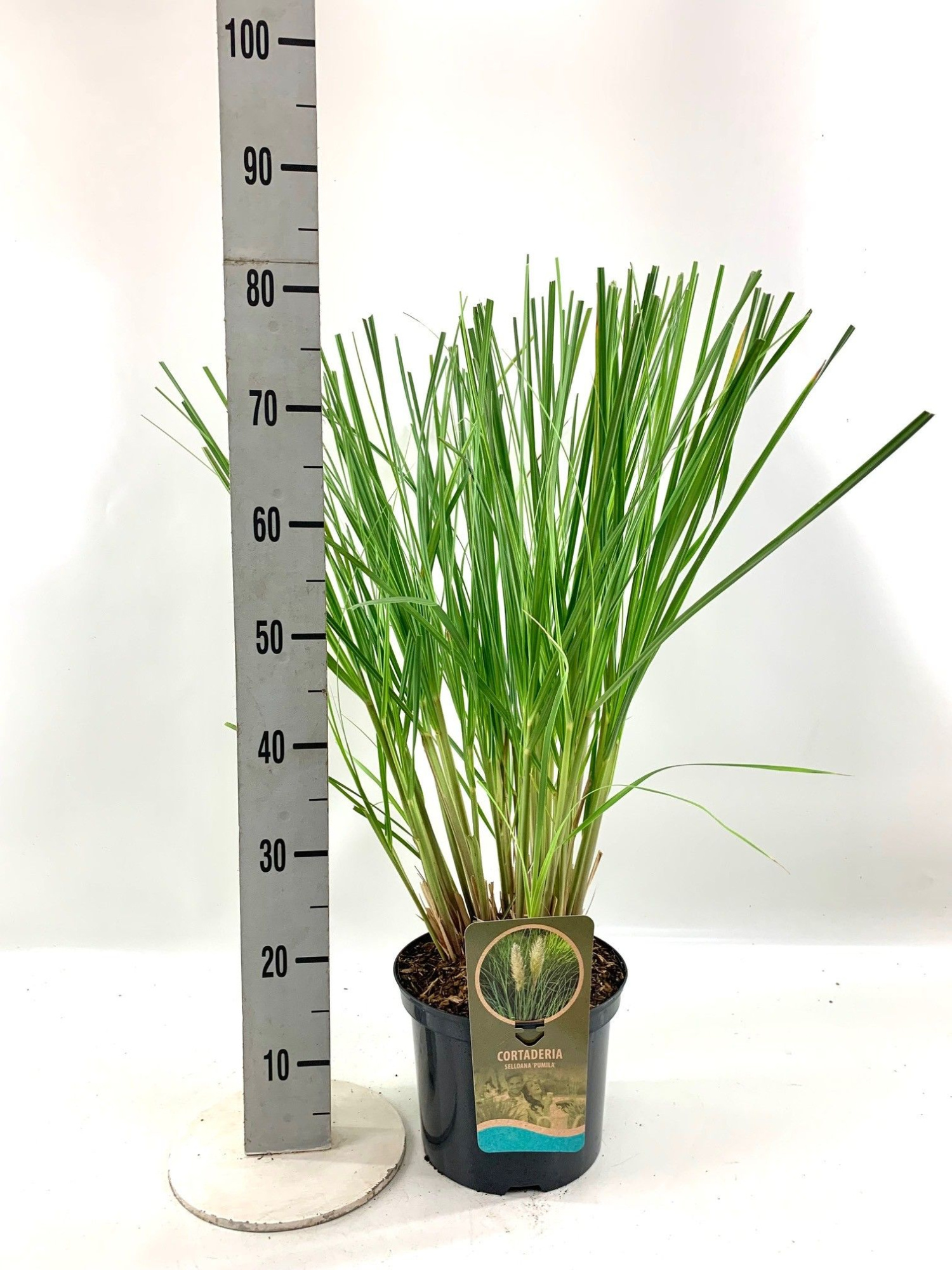 Cortaderia sel.Mix einfach, D 23