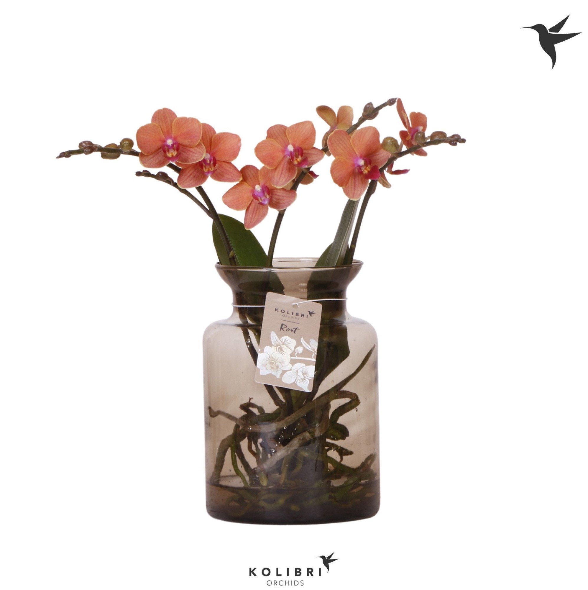 Kolibri Orchids Phalaenopsis Roots orange in glas stolp brown, D 16 cm