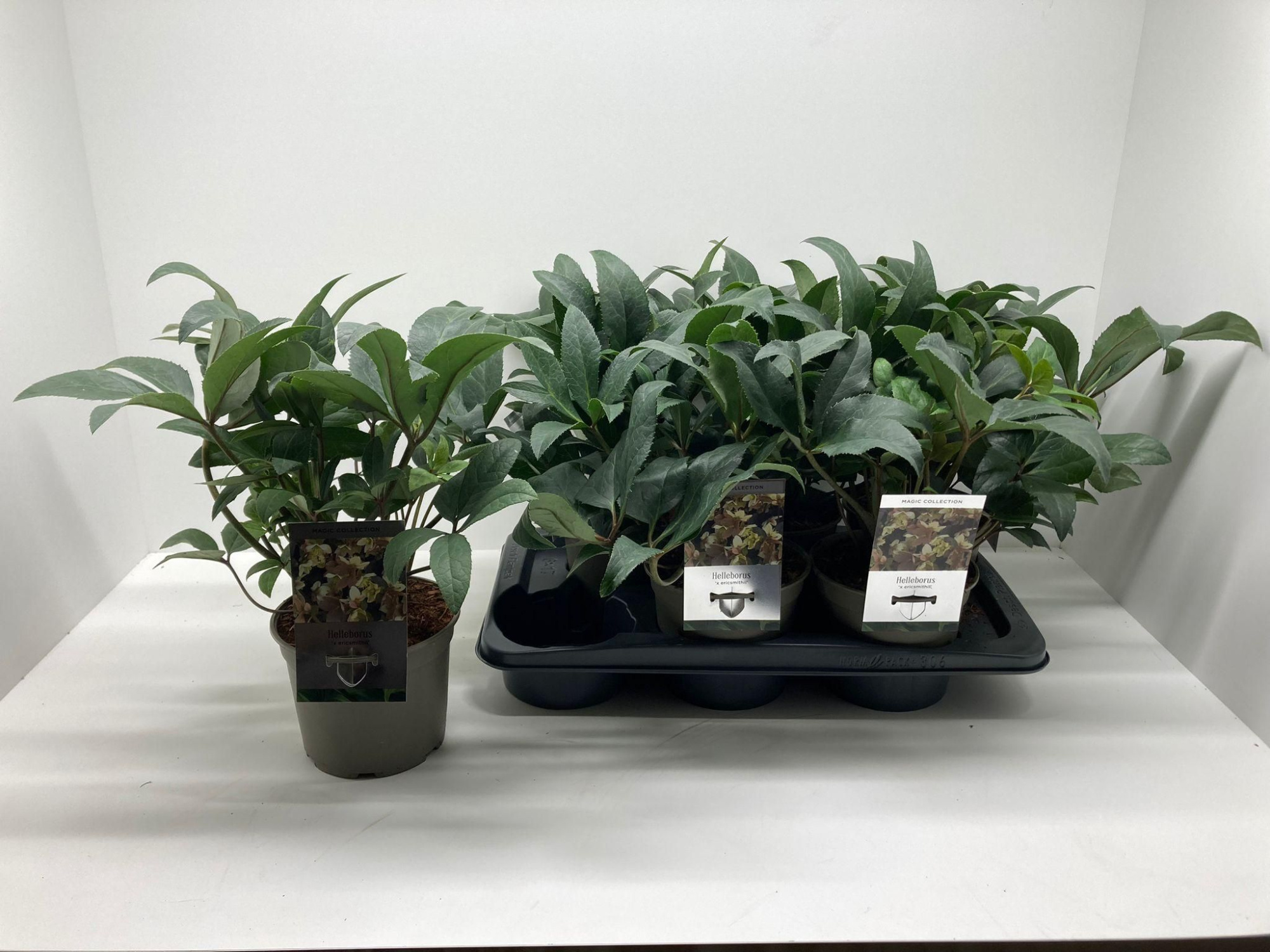 Helleborus x ericsmithii ViV 'Wanda', D 17 cm