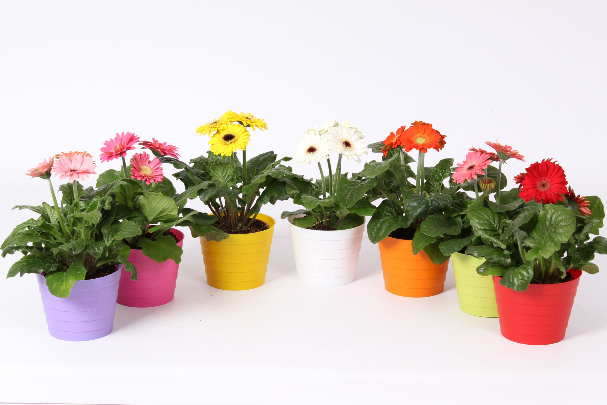 Gerbera belicht 2+bl 12cm in madrid pot diverse kleuren, D 12 cm