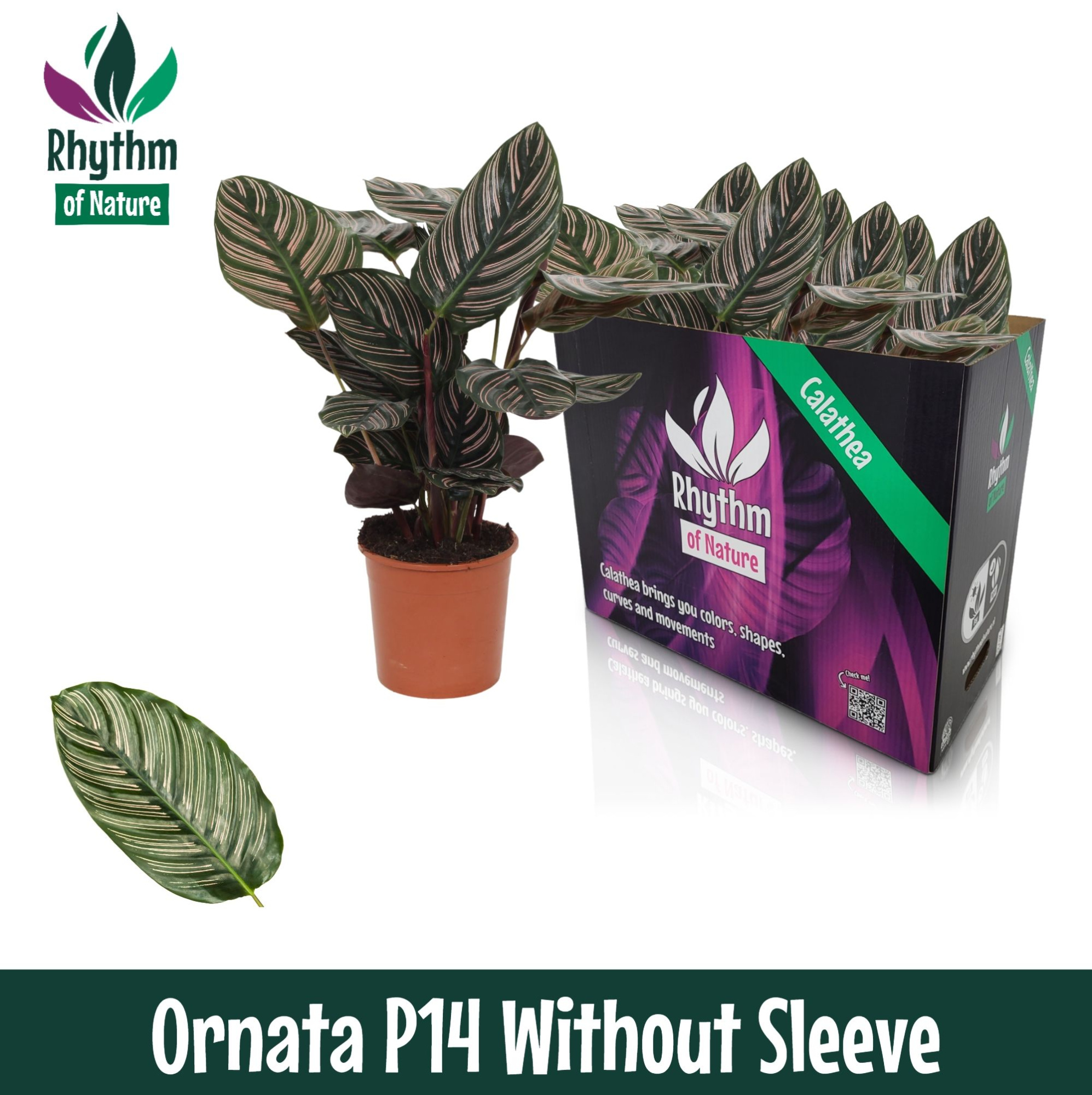 Calathea 14cm Ornata Rhythm of Nature zonder hoes, D 14 cm