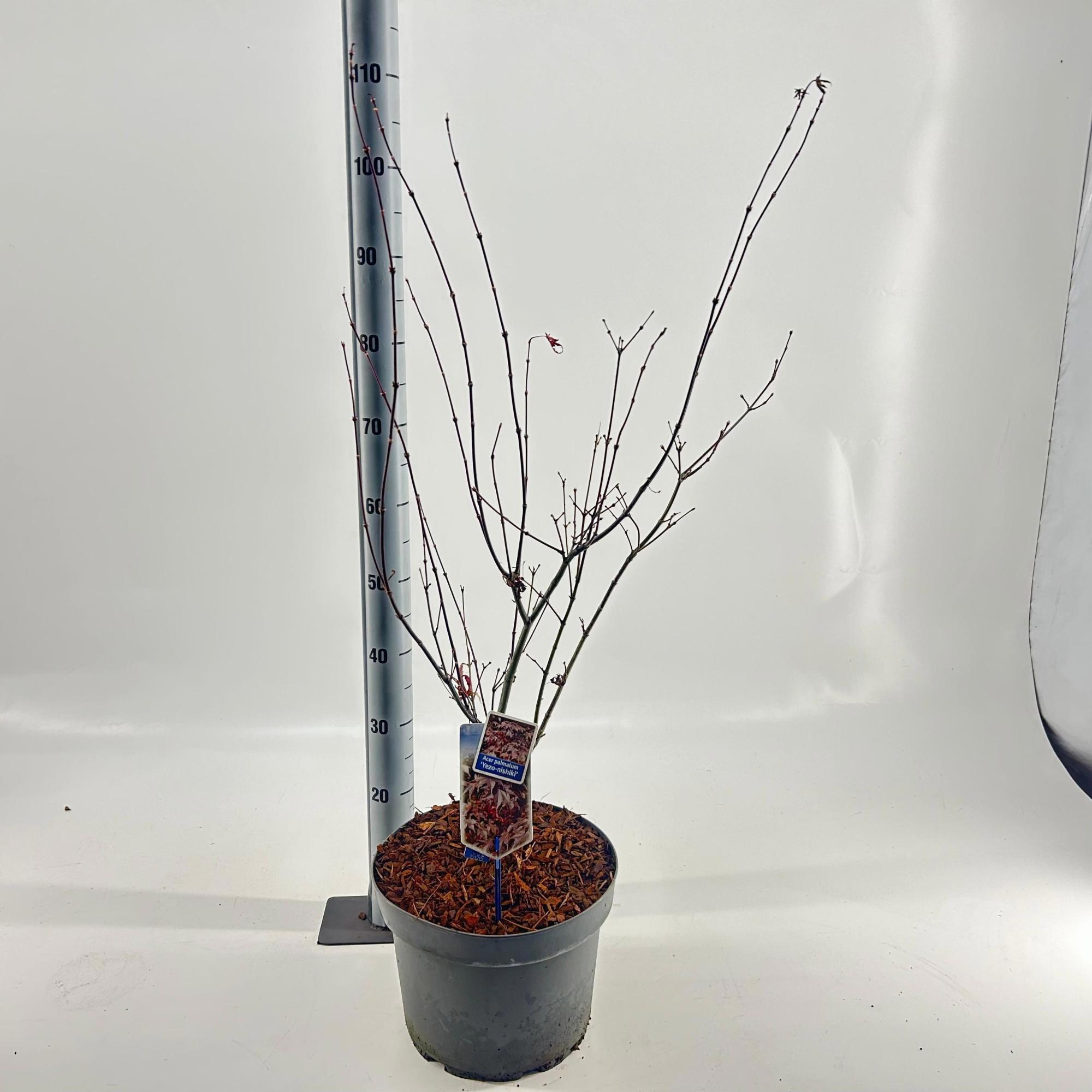 Acer pal. 'Yezo nishiki', D 29