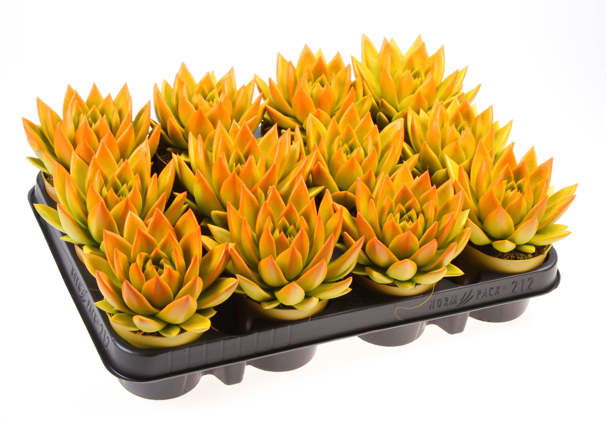 Rainbow bicolor yellow + orange point, D 8,5 cm