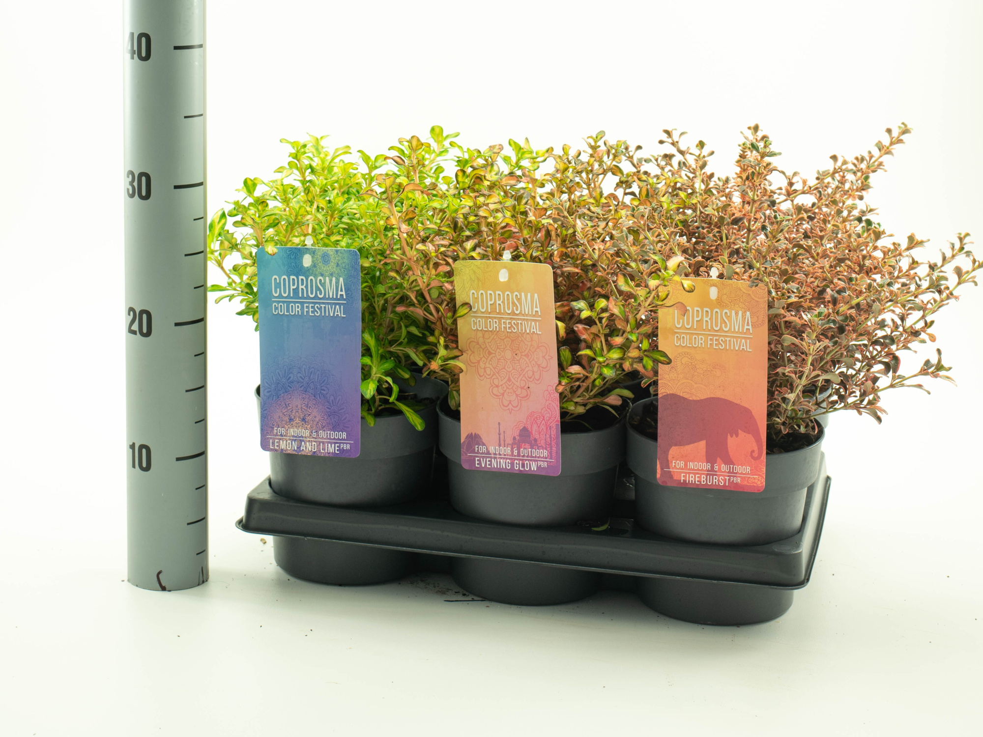 Coprosma mix 'Color Festival serie', D 15 cm