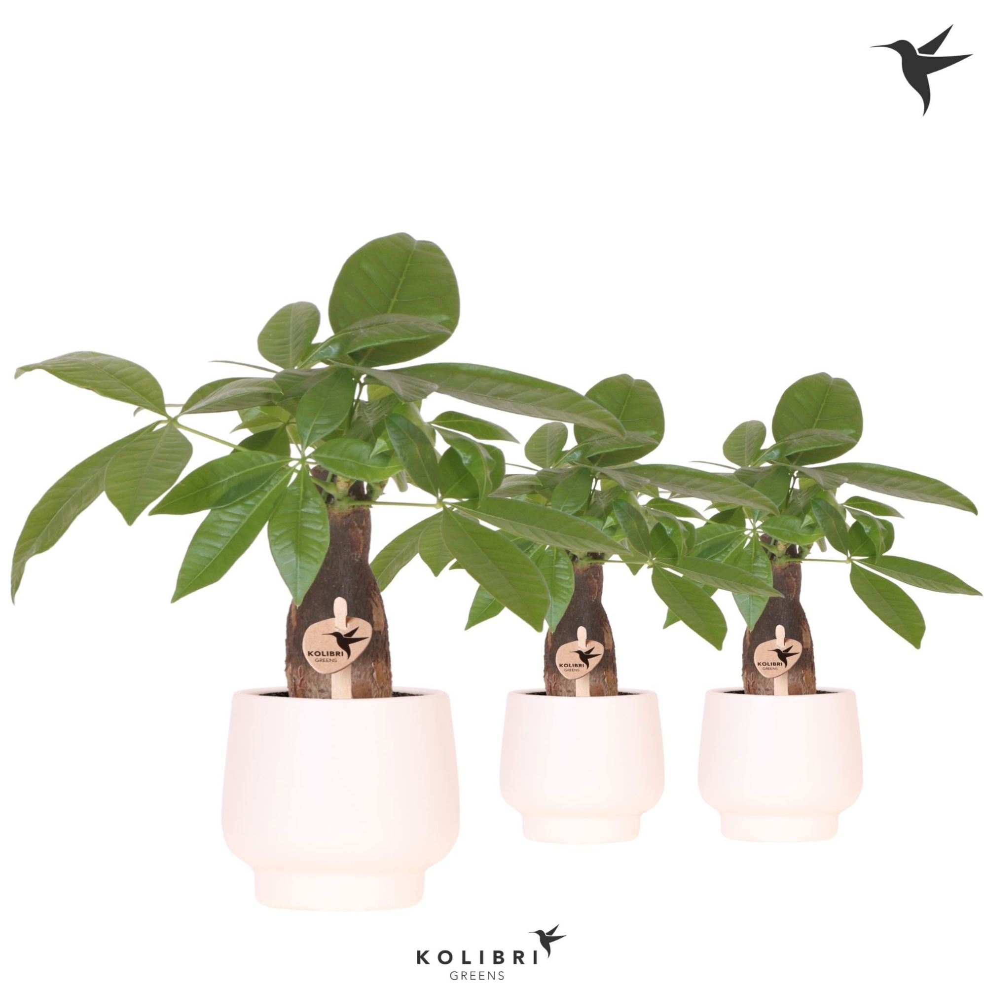 Kolibri Greens Pachira in Scandic pot white, D 9