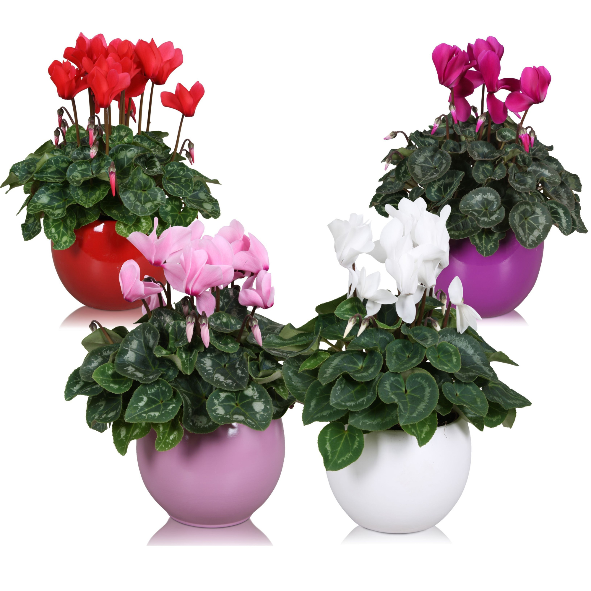 Cyclamen in gekleurd "Lisa" keramiek, D 12 cm