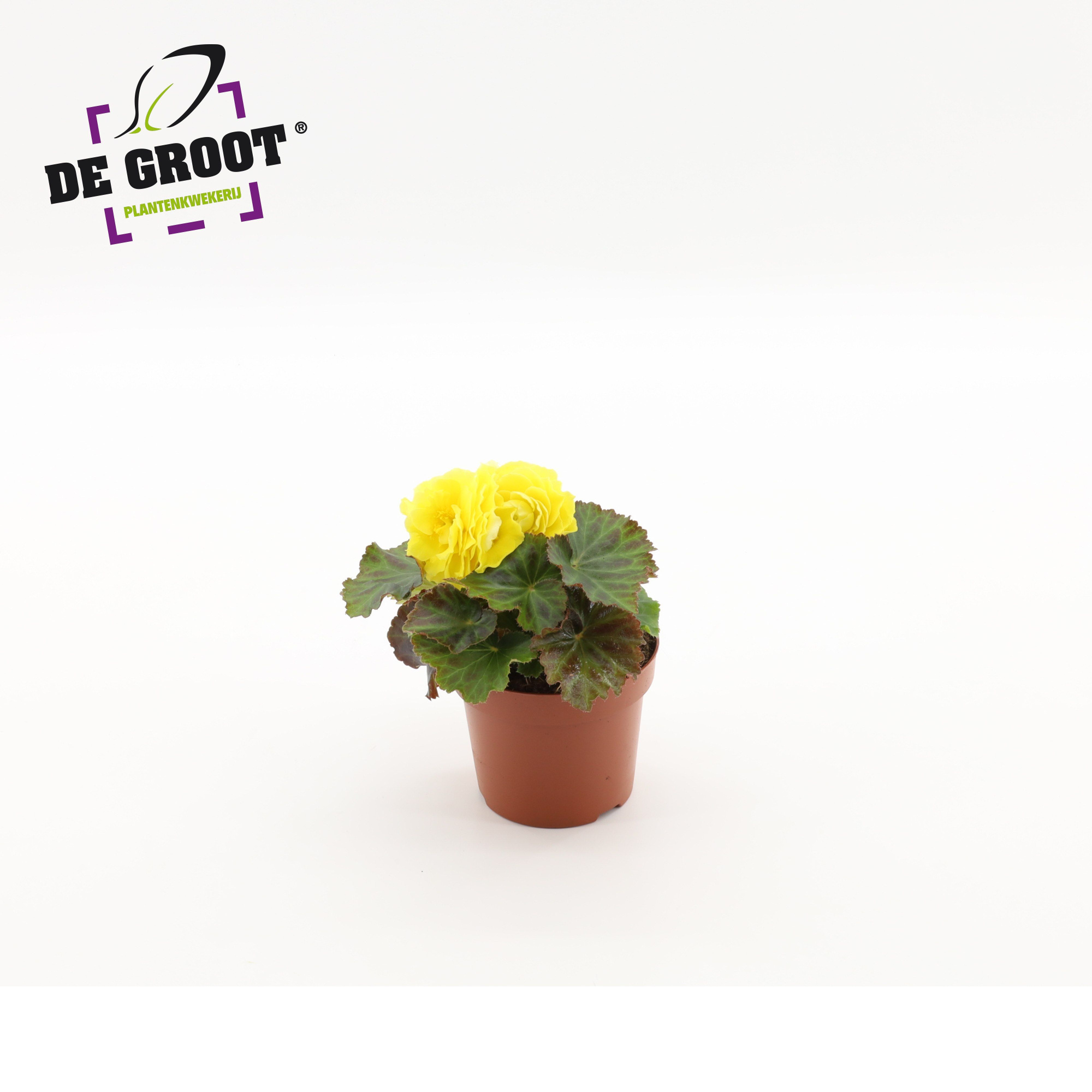 Begonia tuberhybride ( yellow ), D 12