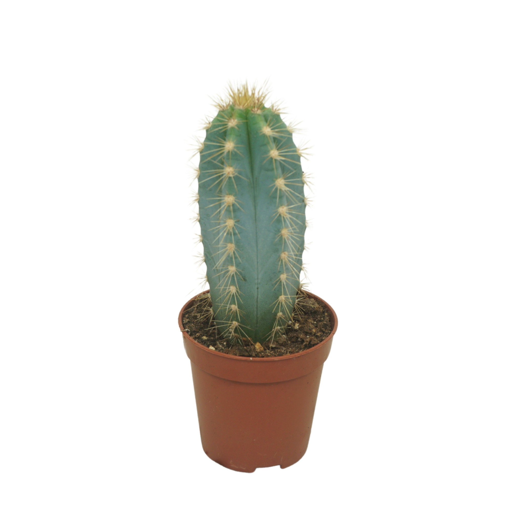 Pilosocereus azureus 5,5 cm, D 5,5 cm