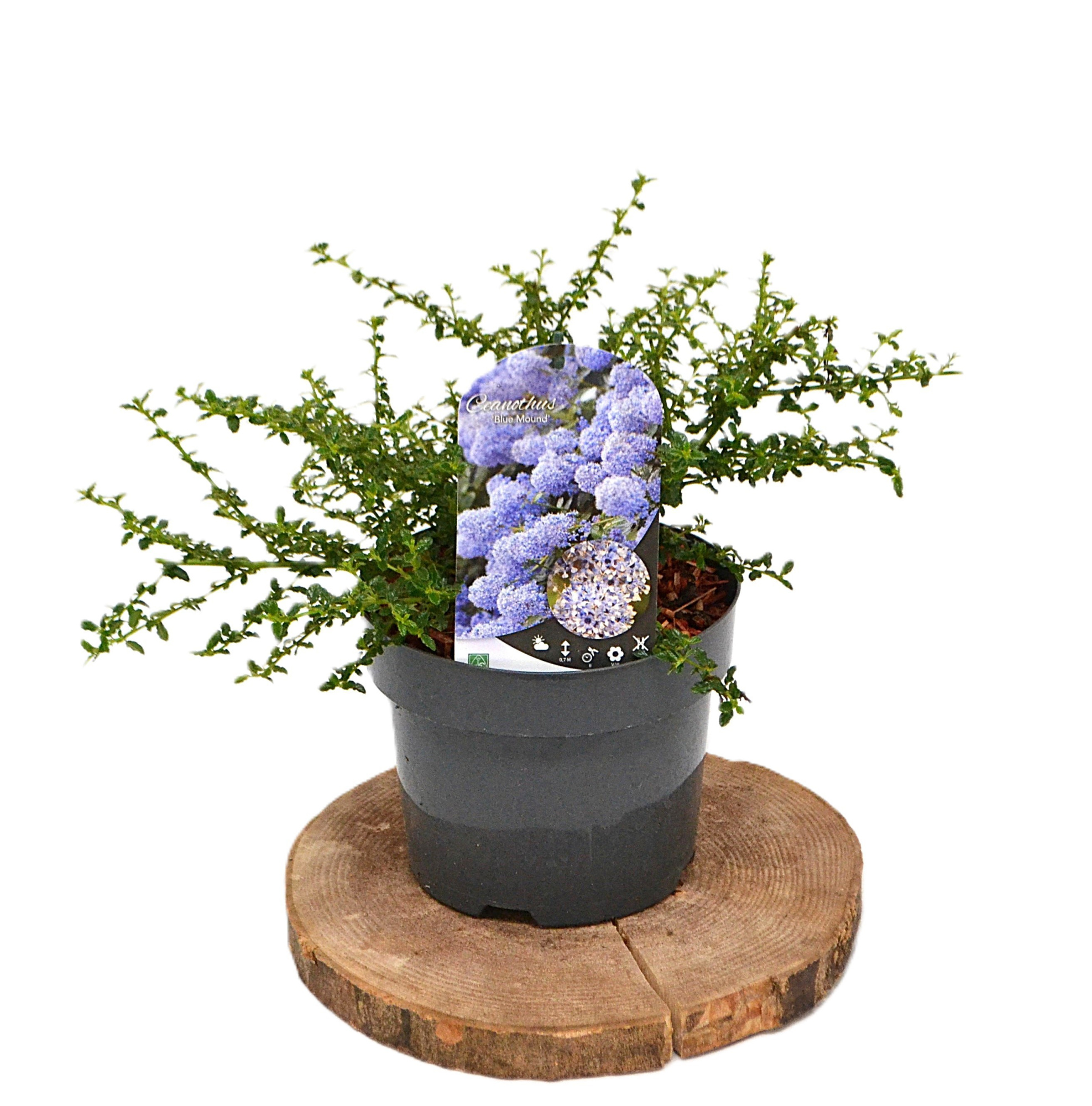 Ceanothus 'Blue Mound' C3, D 19