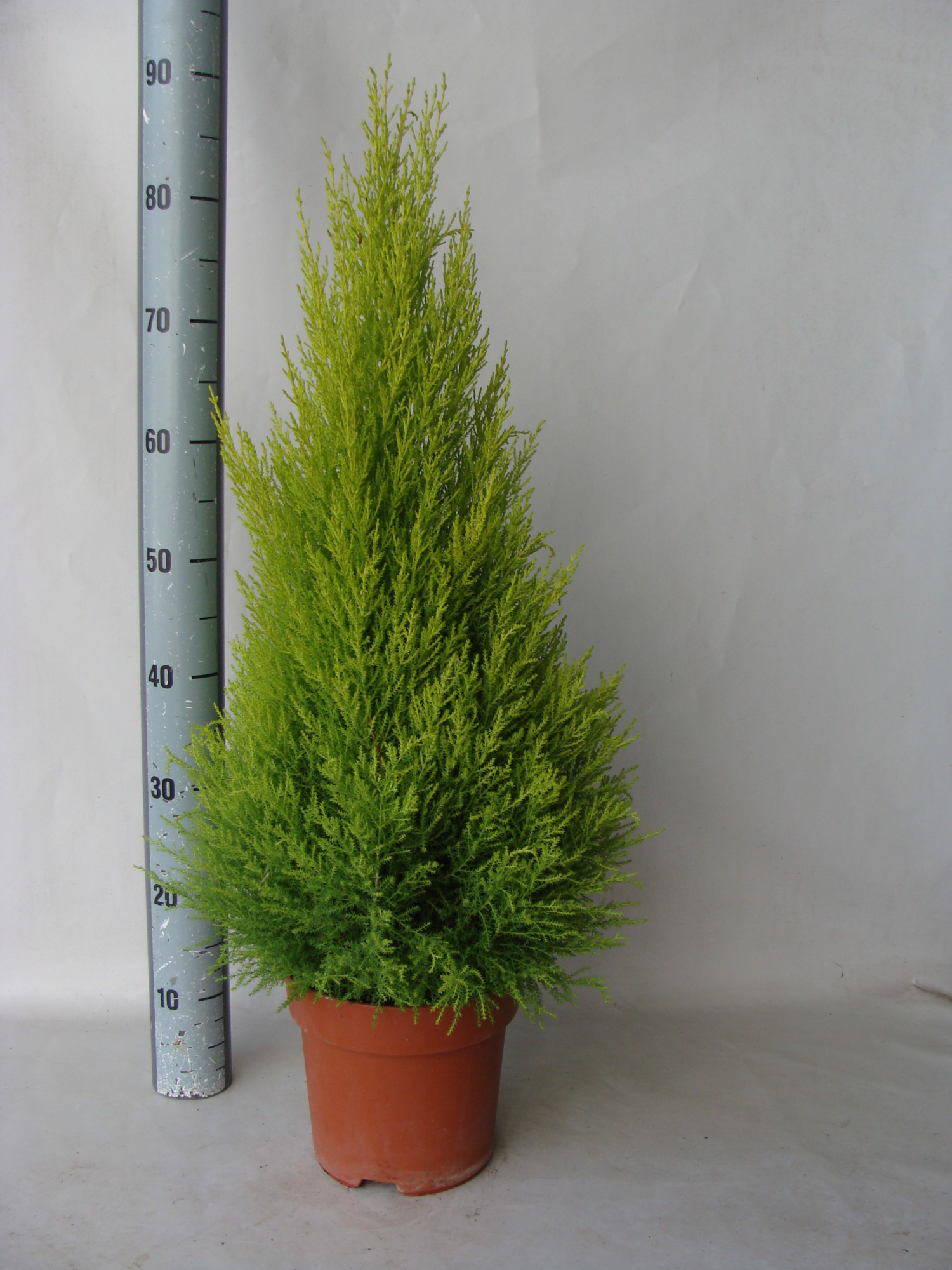 Goldcrest Wilma 21cm 90, D 21 cm