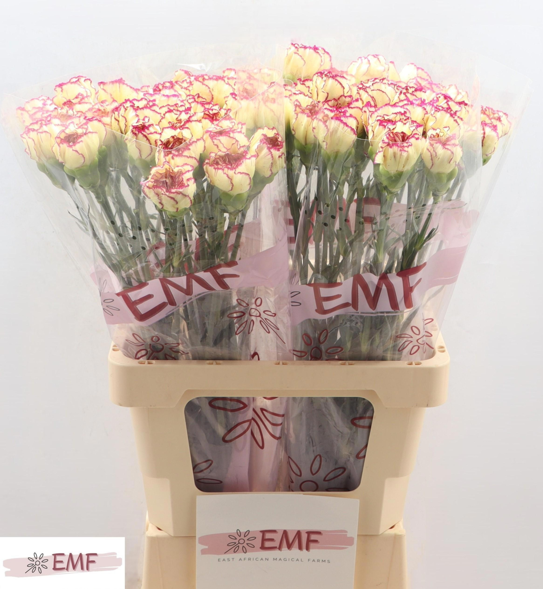 Диантус од. Флаундер+, шт.