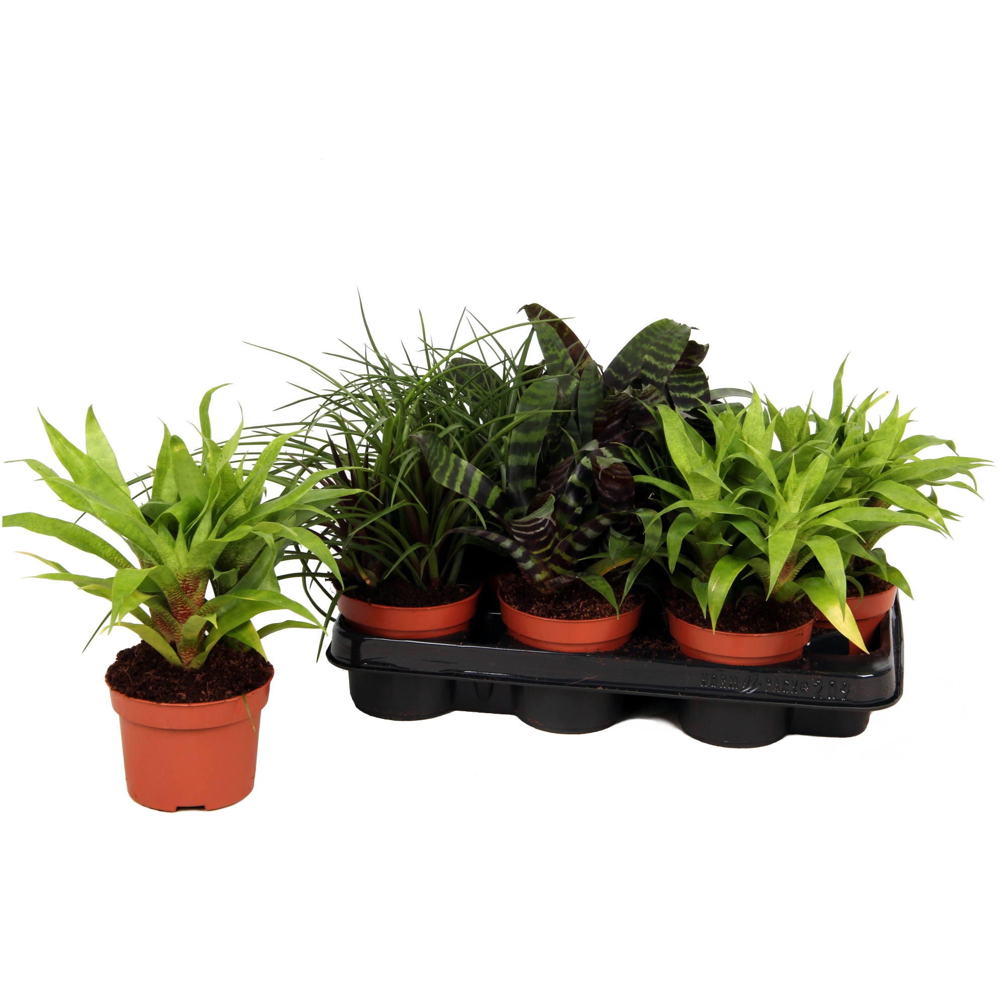 Toef Forrest mix, D 10,5 cm