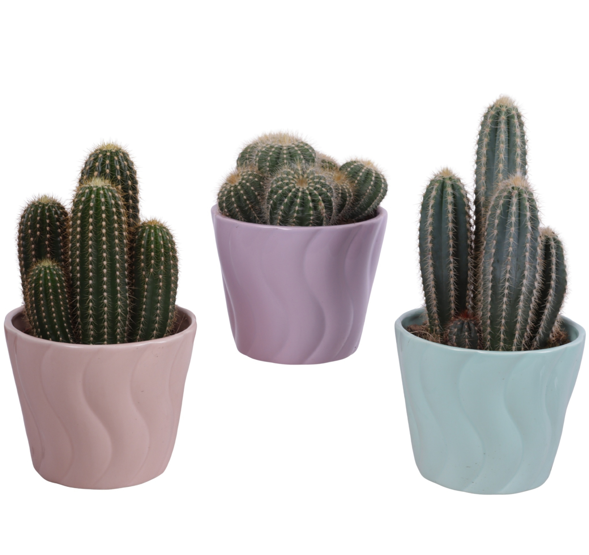 Cactus mix Ø12cm in Ø14cm Ceramic SE662, D 14